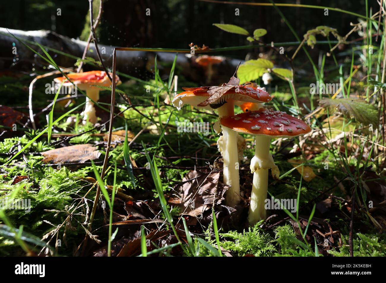 Im Wald wachsen junge Fliegenfarntiere Stockfoto