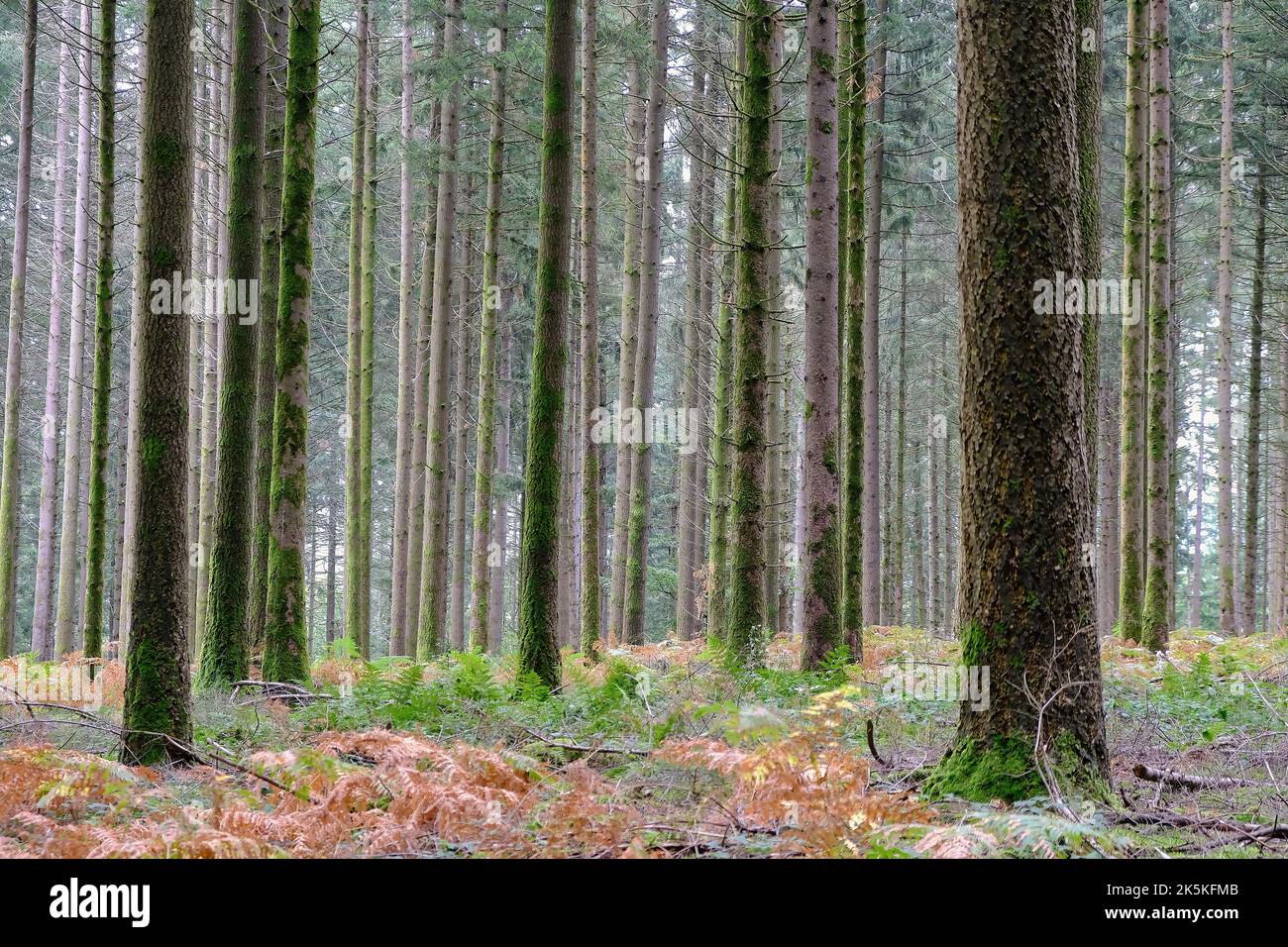 Kiefernwald mit geraden, moosbedeckten Stämmen in sanften Farben an einem nebligen Herbstmorgen. Der Waldboden ist mit sterbenden Farnen bedeckt Stockfoto