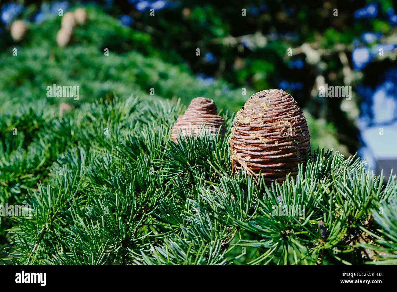Kiefernkegel, der einem Bienenstock auf einem Bett aus Kiefernnadeln ähnelt Stockfoto