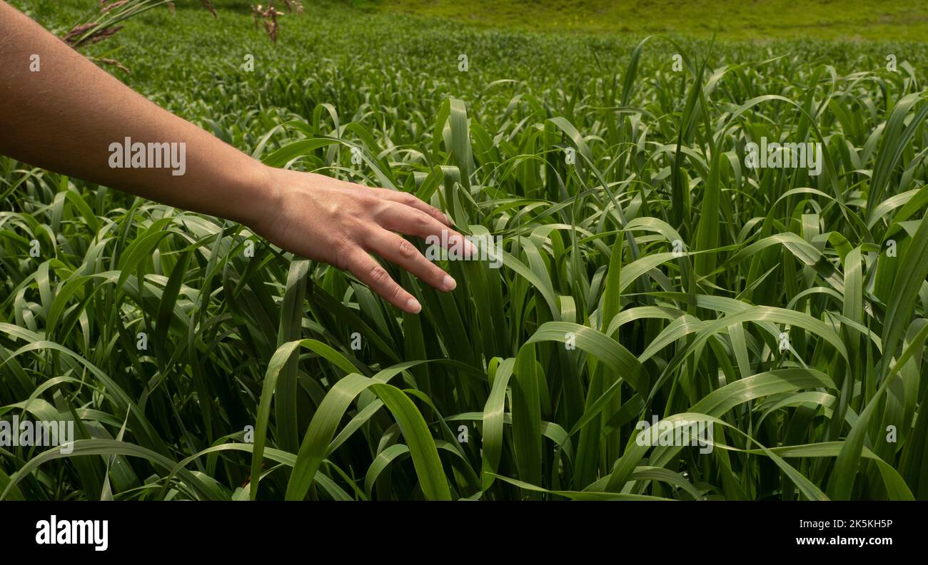 Panorama der Hand auf Maispflanzen beim Gehen auf dem Feld. Entspannungskonzept. Stockfoto