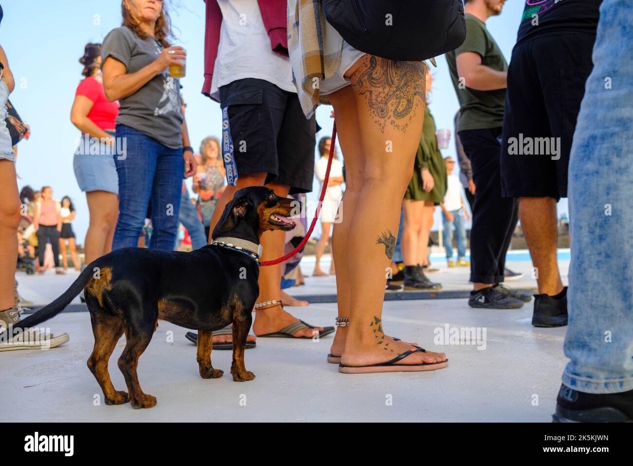 Junge Festivalgängerin mit ihrem Dackel in Flip-Flops und Tattoos Stockfoto