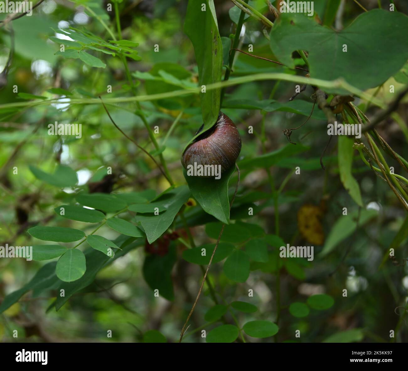 Eine Riesenlandschnecke (Acavus Phoenix) frisst auf einem kleinen Blatt in der Nähe einer Sweet Leaf- oder Katuk-Pflanze Stockfoto