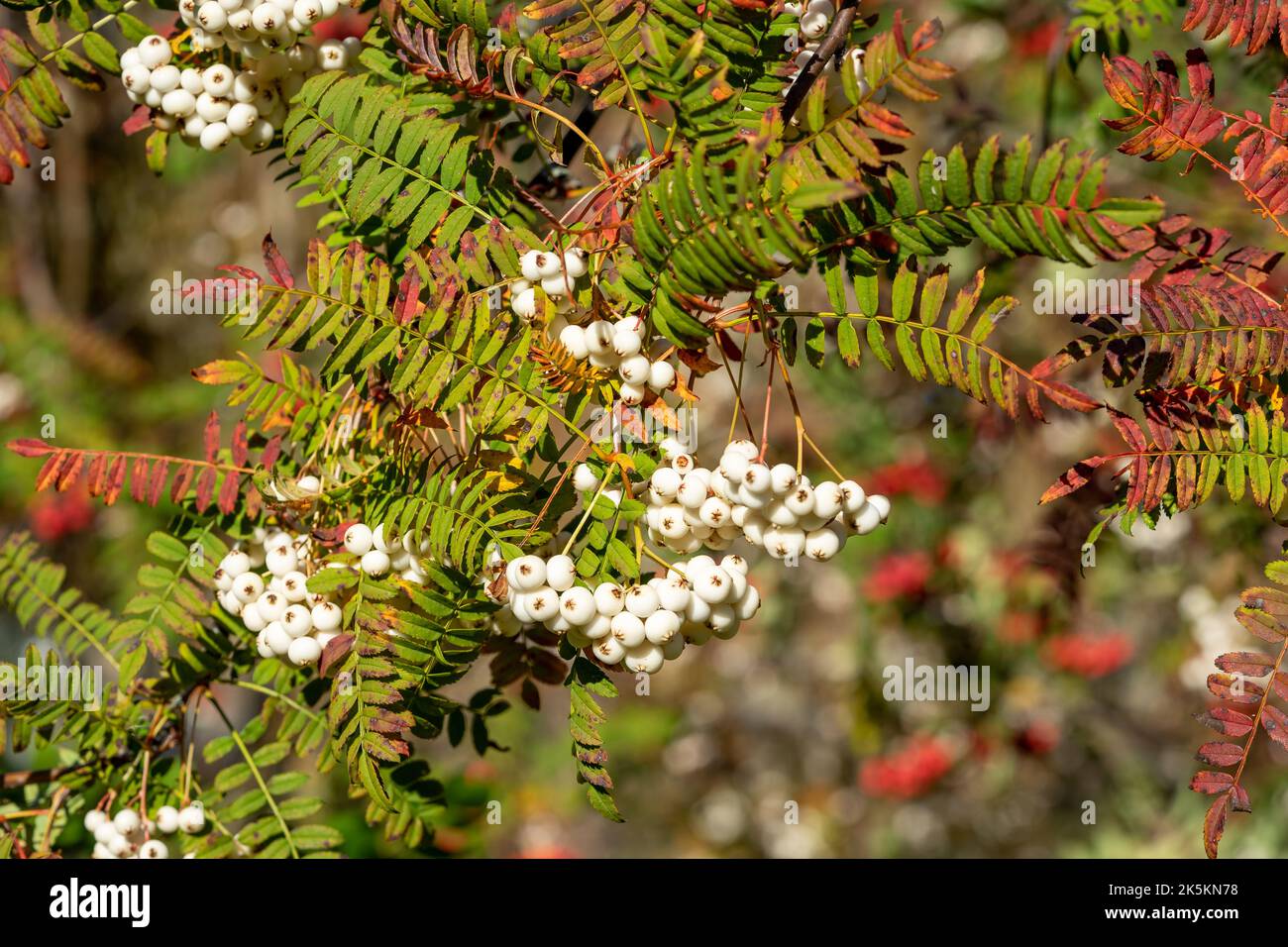 Sorbus domestica Dienstbaum mit Früchten im Herbst Stockfoto