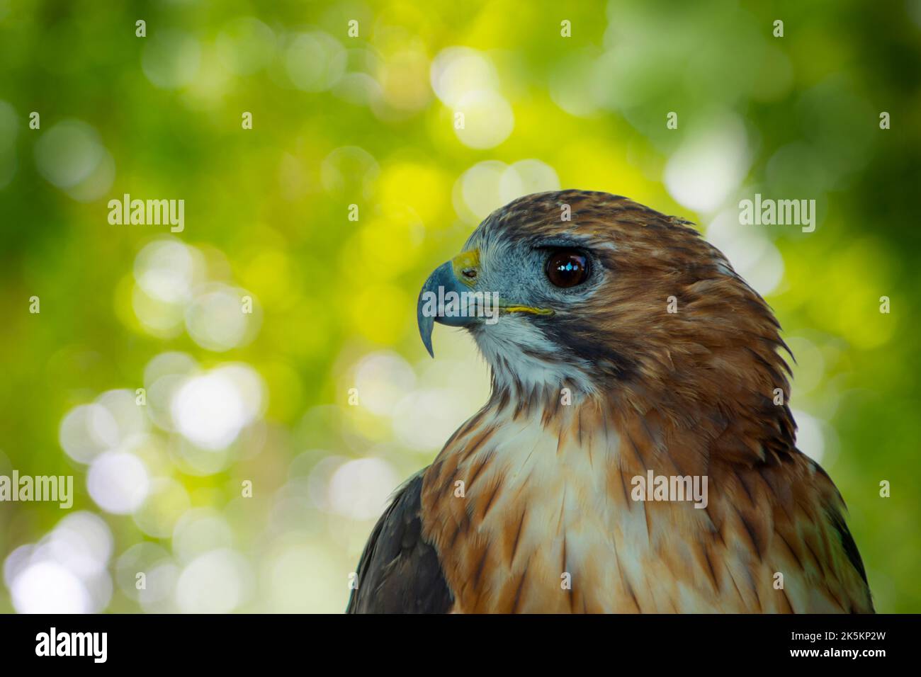 Adlerkopf, Seitenansicht. Kopfportrait auf grünem Hintergrund. Stockfoto