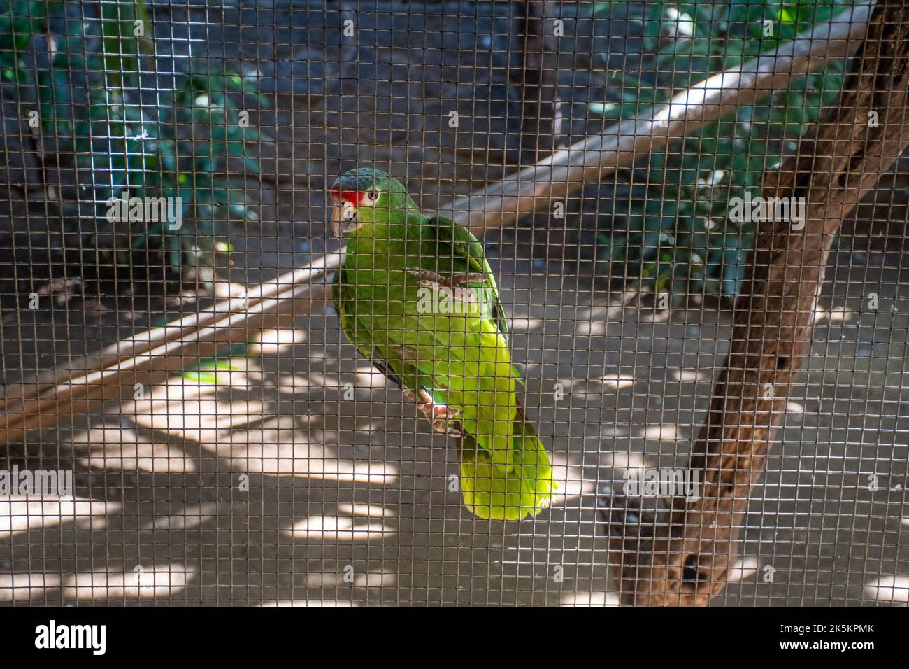Papagei hinter Käfig Stockfoto