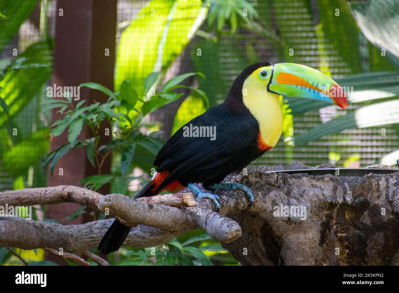 Farbenfroher Toucan mit Käfig Stockfoto