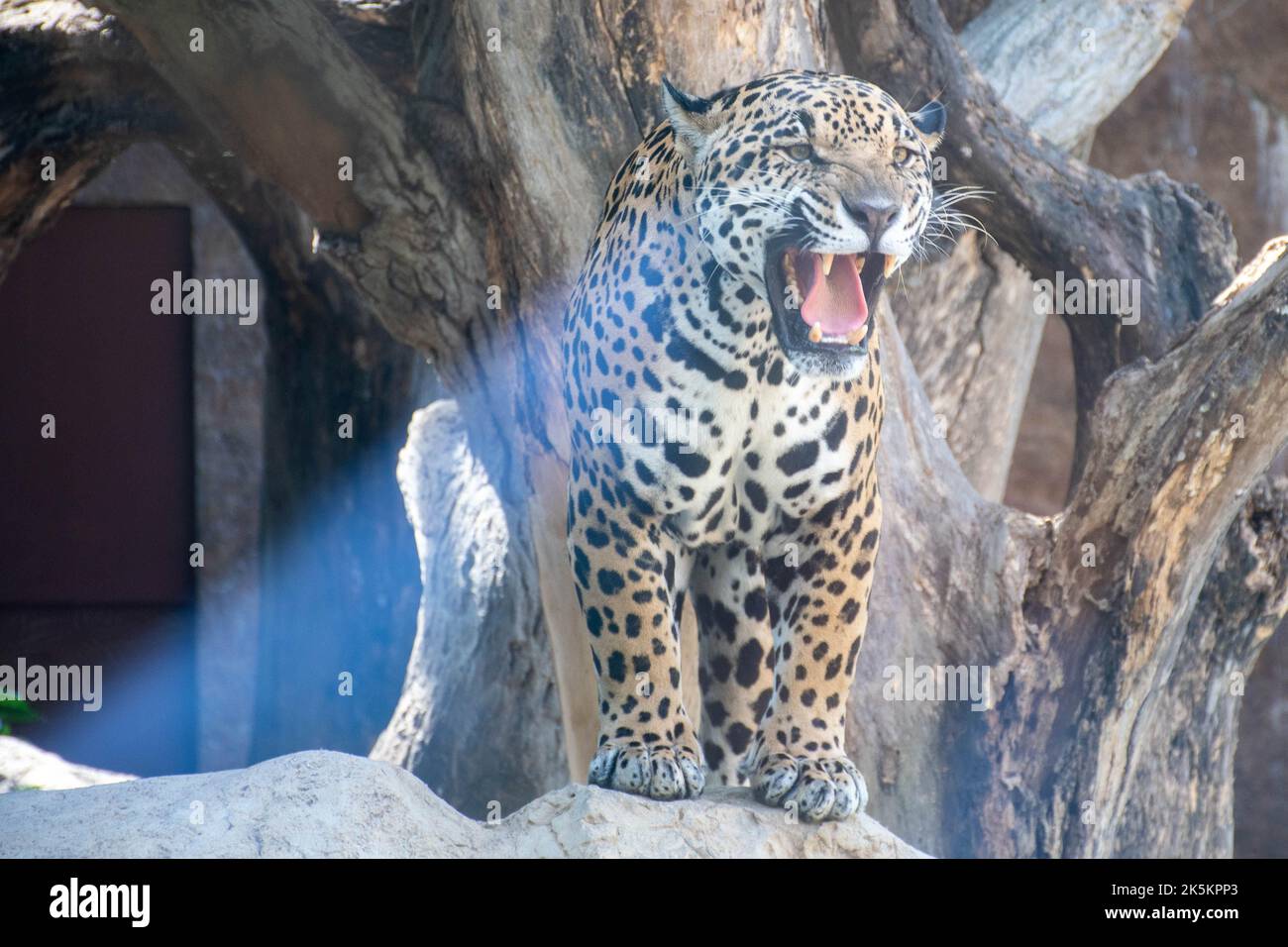 Panther mit offenem Mund Stockfoto