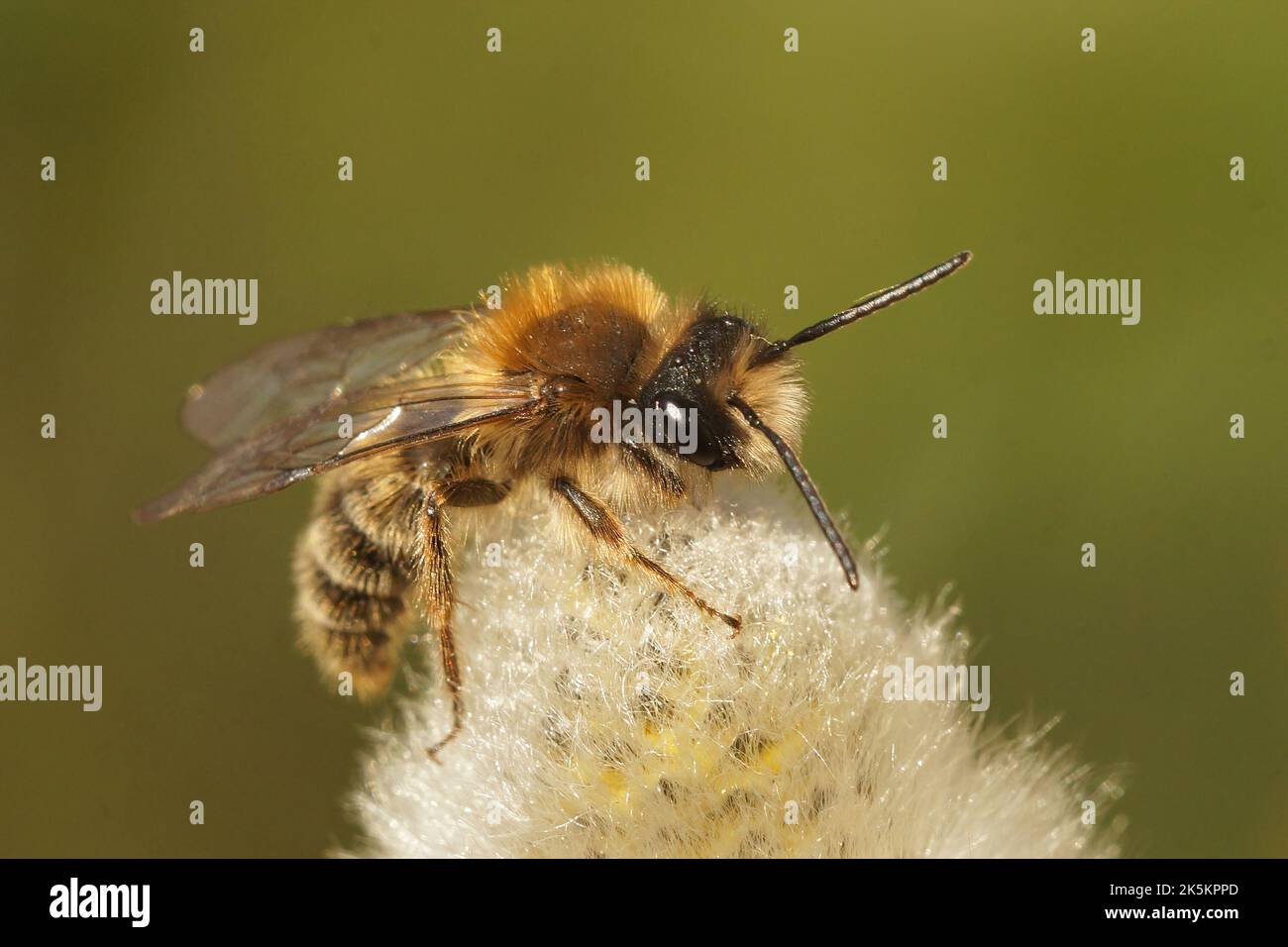 Detaillierte Nahaufnahme eines Männchens der frühen auftauchenden Clarke-Biene, Andrena clarkella ON, Willow, Salix caprea Stockfoto