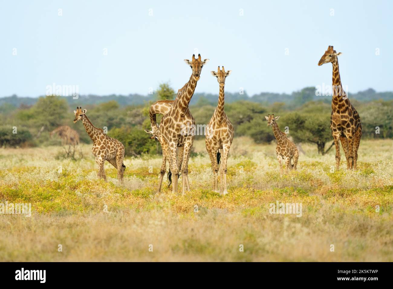 Gruppe von Giraffen mit ihren Jungen, die die Savanne überqueren. Etosha Nationalpark, Namibia, Afrika Stockfoto