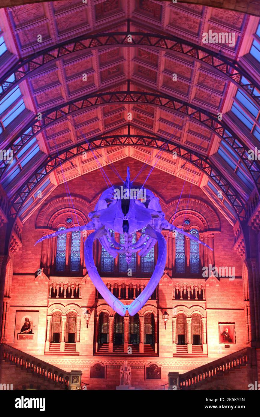 Blue Whale Skeleton namens „Hope“ in Hintze Hall, Natural History Museum, London, Großbritannien Stockfoto