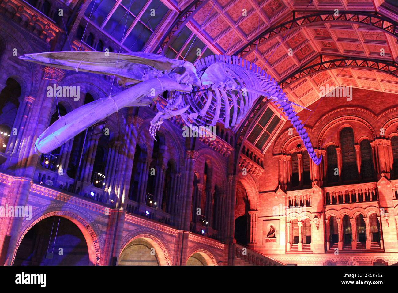 Blue Whale Skeleton namens „Hope“ in Hintze Hall, Natural History Museum, London, Großbritannien Stockfoto