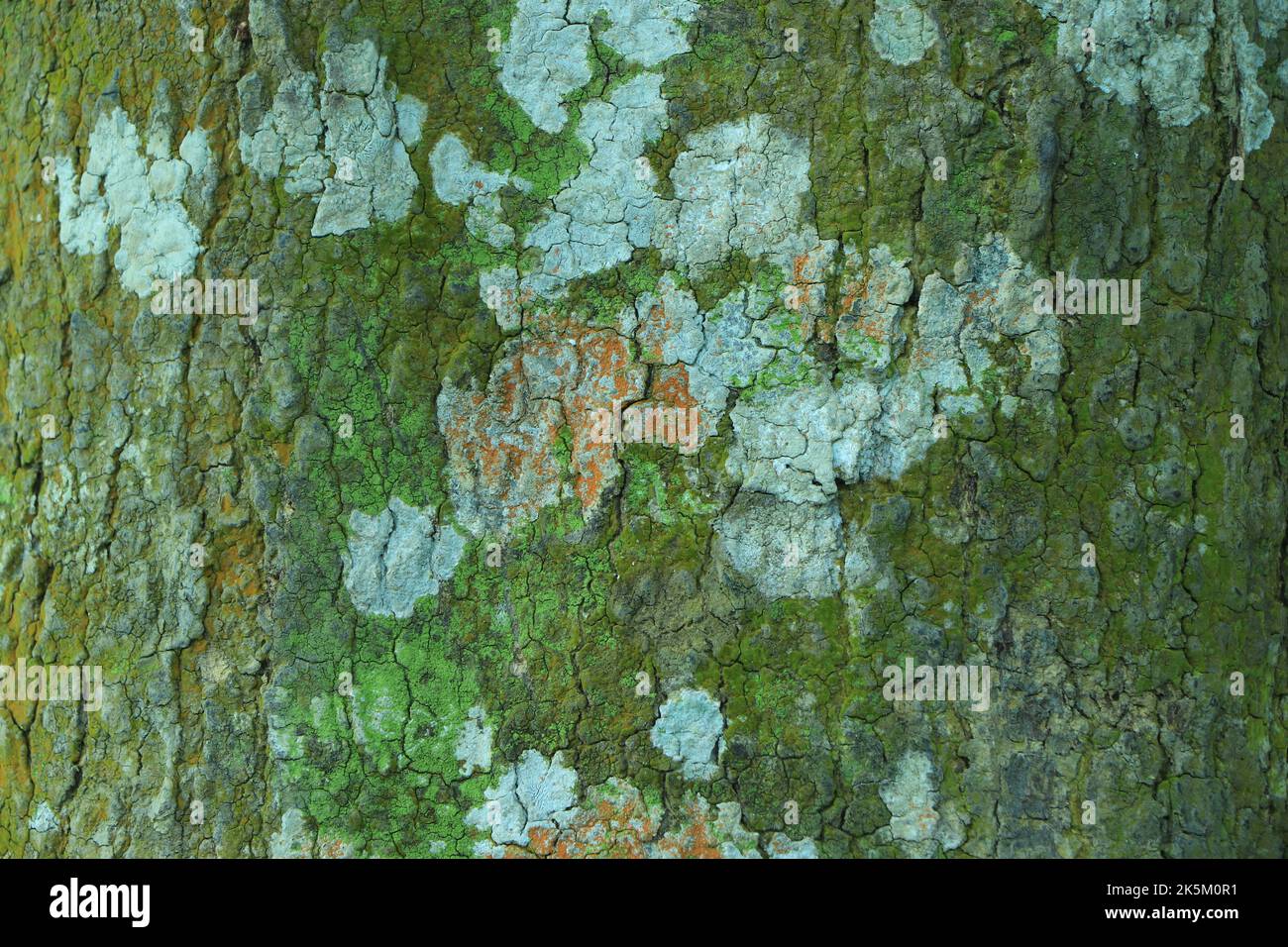 Alten rissige Holzstruktur Hintergrund Stockfoto