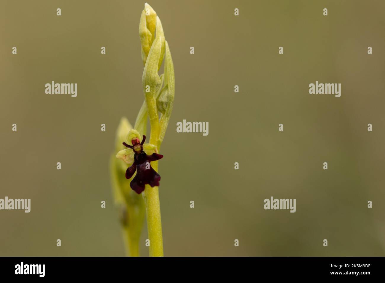 Fliegenorchidee, Ophrys insectifera. Selsley Common, Stroud, Gloucestershire Stockfoto