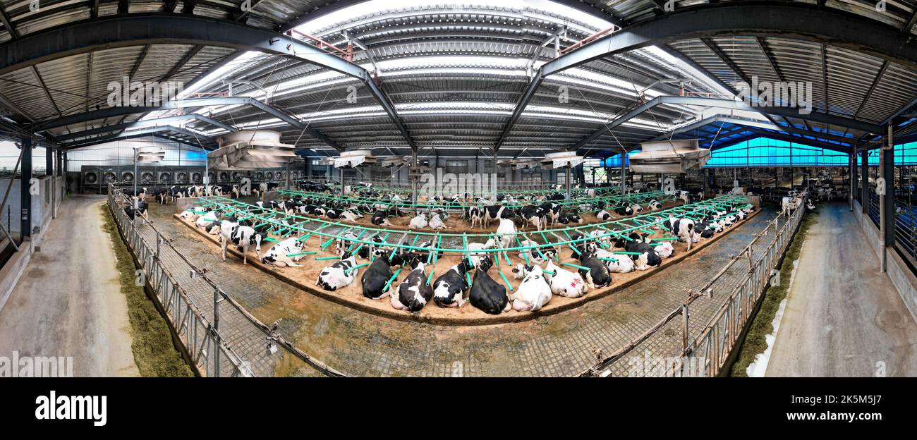 HAI'AN, CHINA - 9. OKTOBER 2022 - Kühe ruhen in einem standardisierten Kuhhaus, das mit Lüftungs-, Temperatur- und Reinigungssystemen ausgestattet ist. Stockfoto