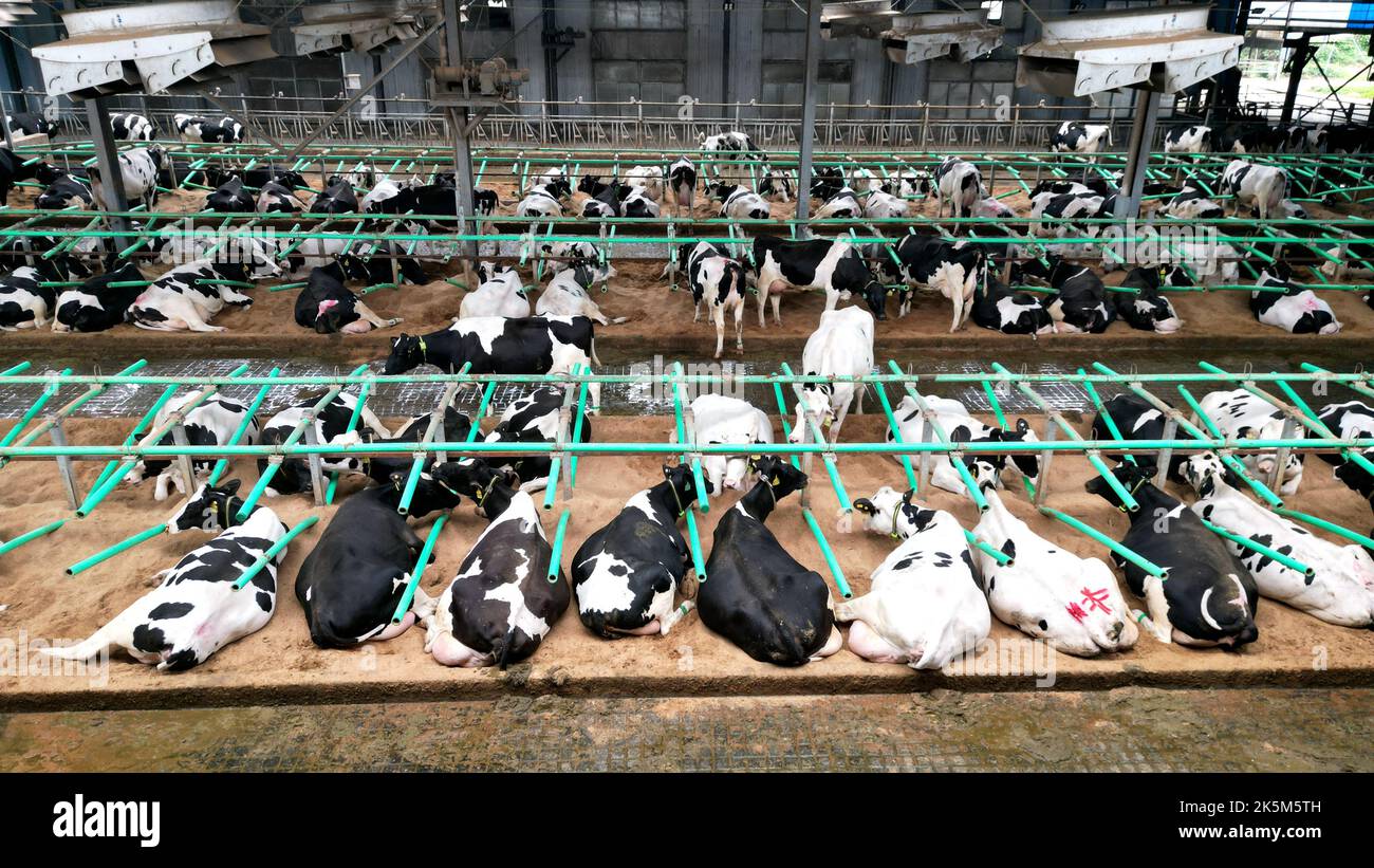 HAI'AN, CHINA - 9. OKTOBER 2022 - Kühe ruhen in einem standardisierten Kuhhaus, das mit Lüftungs-, Temperatur- und Reinigungssystemen ausgestattet ist. Stockfoto