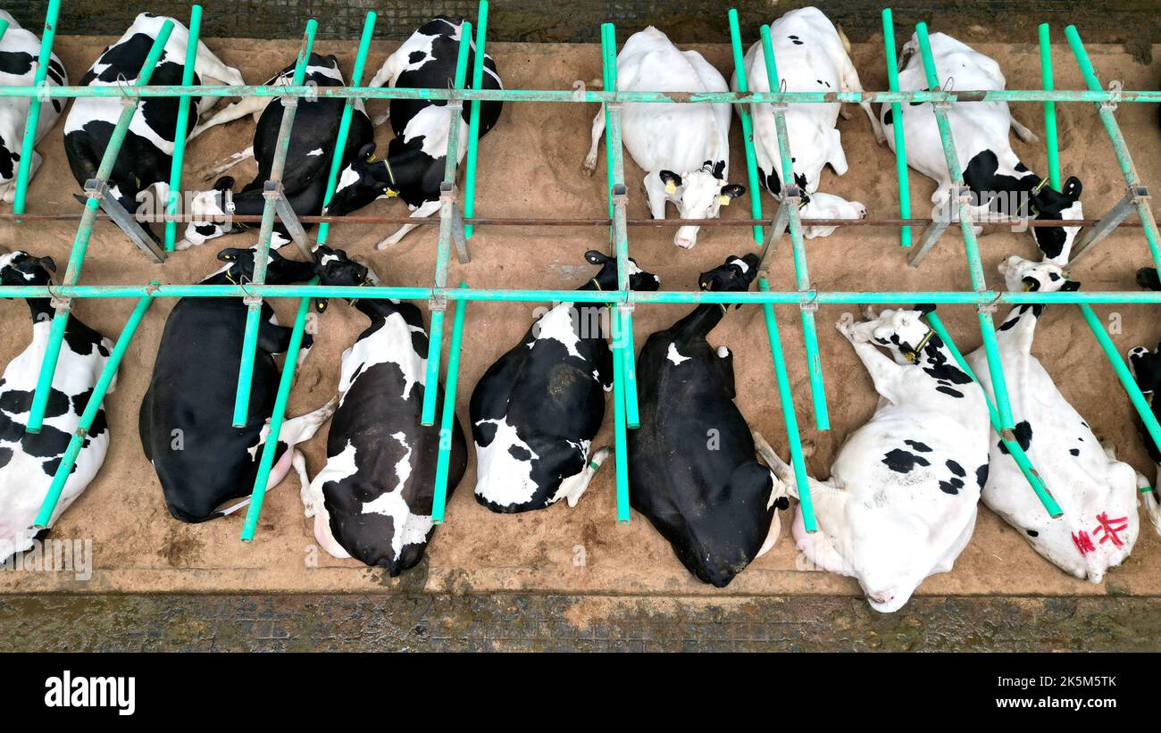 HAI'AN, CHINA - 9. OKTOBER 2022 - Kühe ruhen in einem standardisierten Kuhhaus, das mit Lüftungs-, Temperatur- und Reinigungssystemen ausgestattet ist. Stockfoto