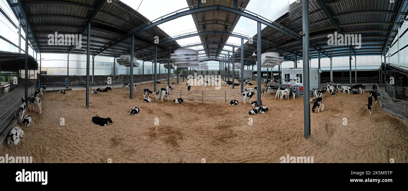 HAI'AN, CHINA - 9. OKTOBER 2022 - Kühe ruhen in einem standardisierten Kuhhaus, das mit Lüftungs-, Temperatur- und Reinigungssystemen ausgestattet ist. Stockfoto