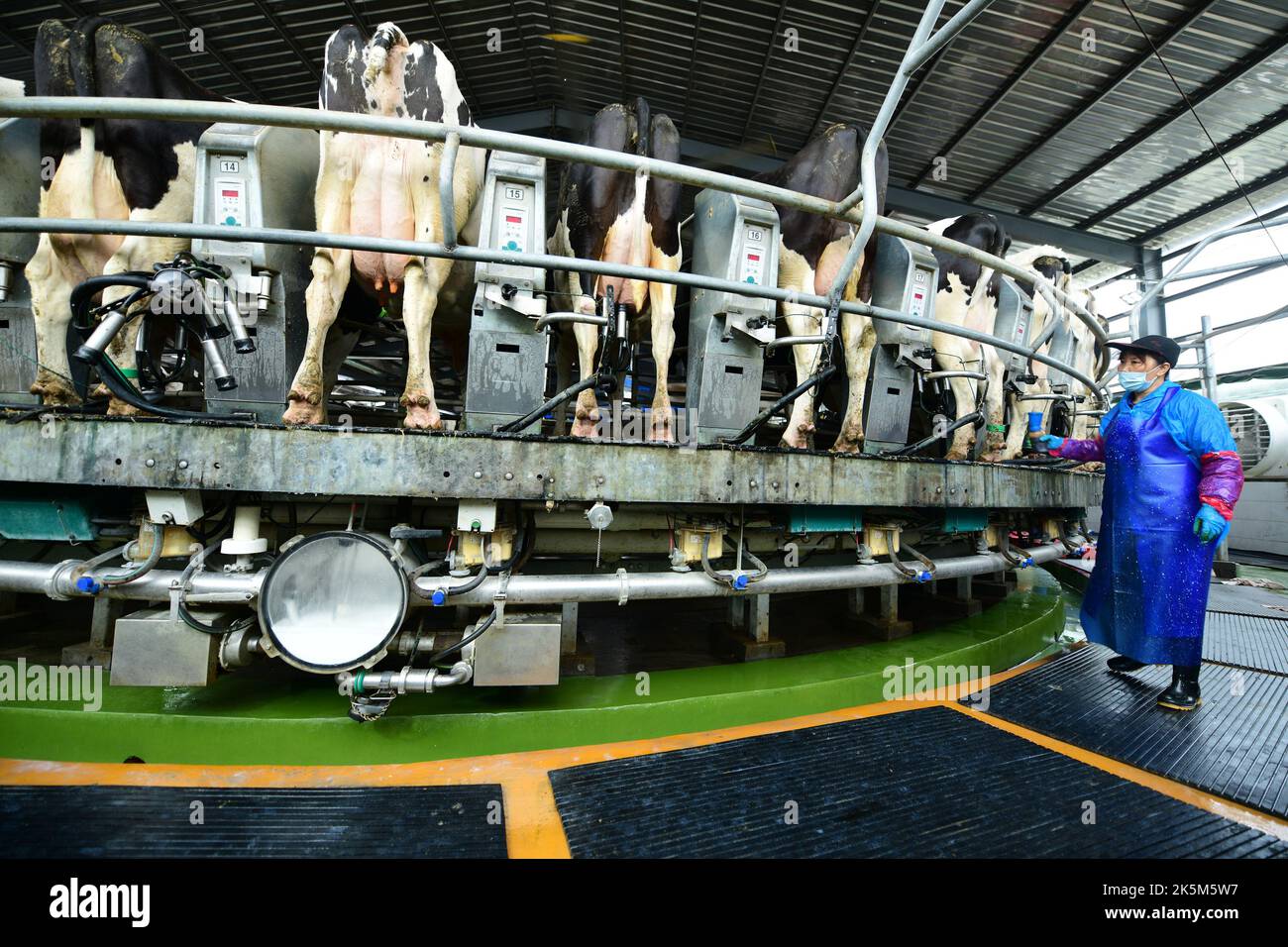 HAI'AN, CHINA - 9. OKTOBER 2022 - Melker melken Kühe neben einer Spinnplatte in Hai'an, Provinz Jiangsu, China, 9. Oktober 2022. Stockfoto