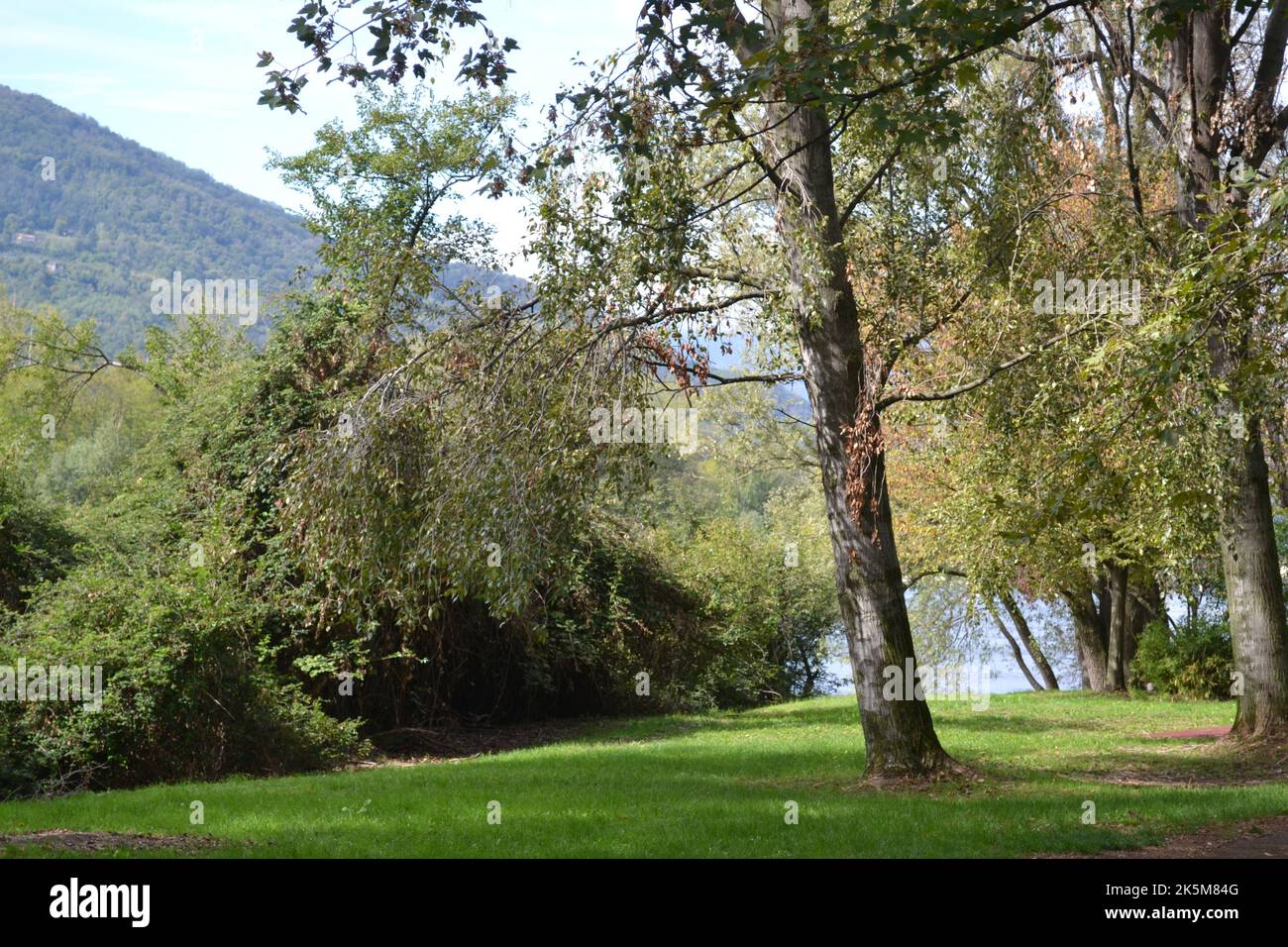 Schöne grüne Landschaft mit Sonne auf hellgrüner Wiese im Park und Fluss im Hintergrund. Zwei große Bäume im Vordergrund. Stockfoto