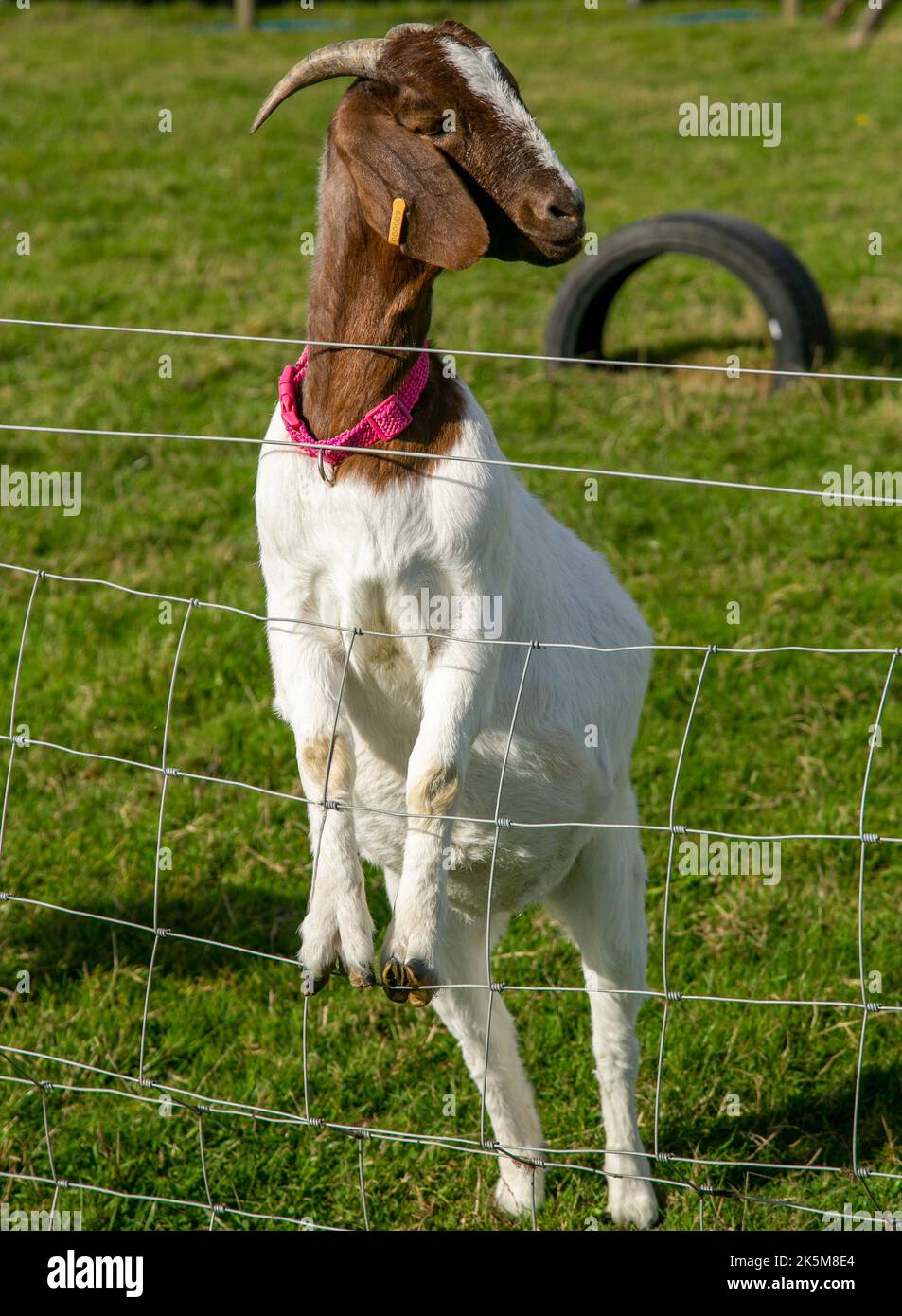 Eine Zwergziege steht auf, um über einen Drahtzaun zu gucken Stockfoto