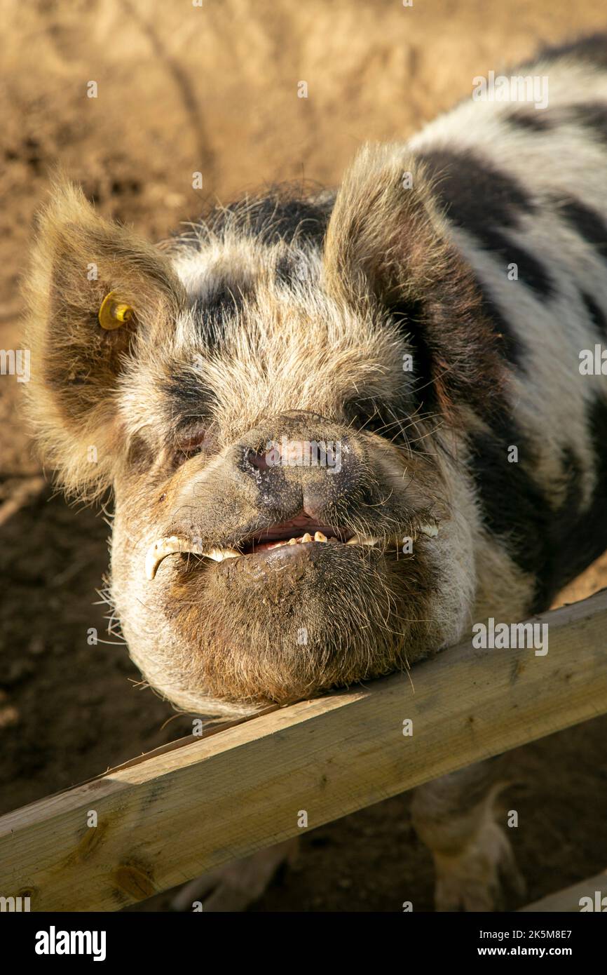 Kopf des kunekune Schweins mit entwickelten Stoßzähnen Stockfoto
