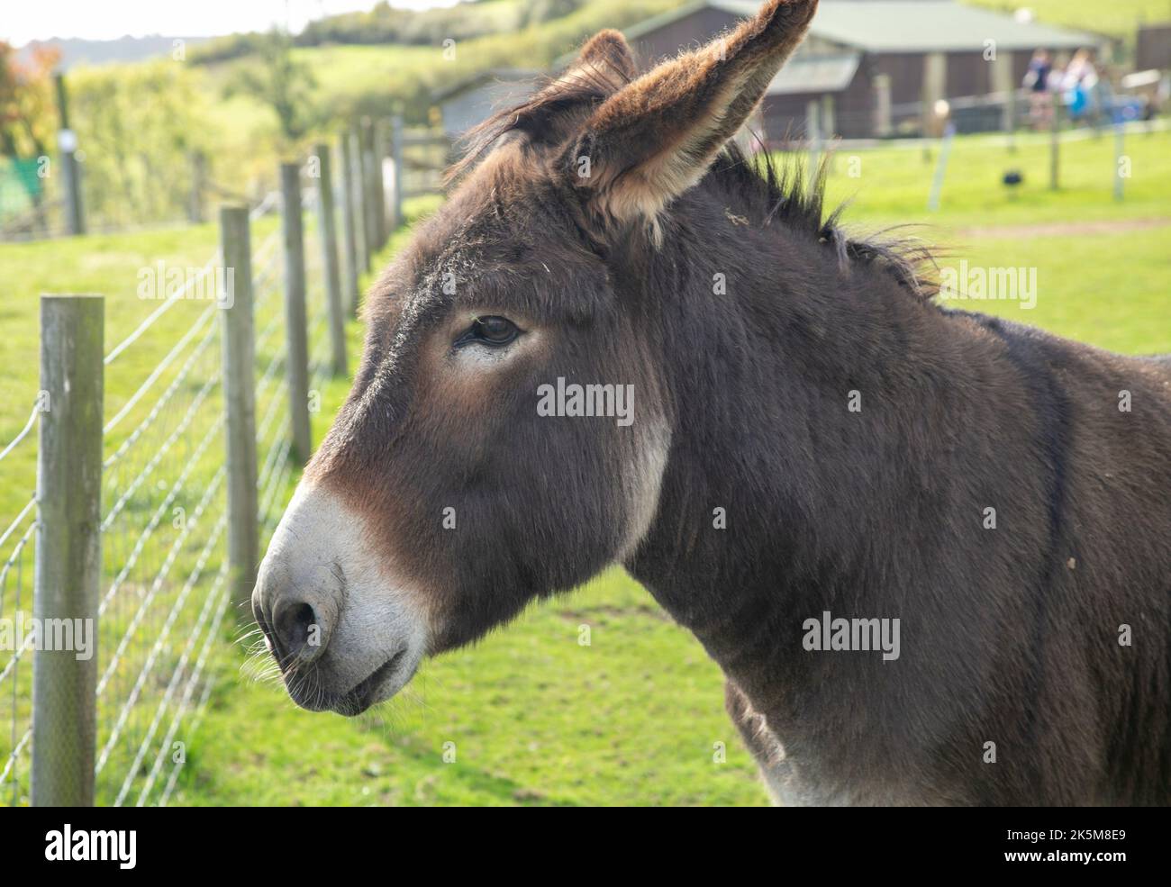 Kopf eines Esels in einem ländlichen Feld.Kopfschuss eines Esels. Stockfoto
