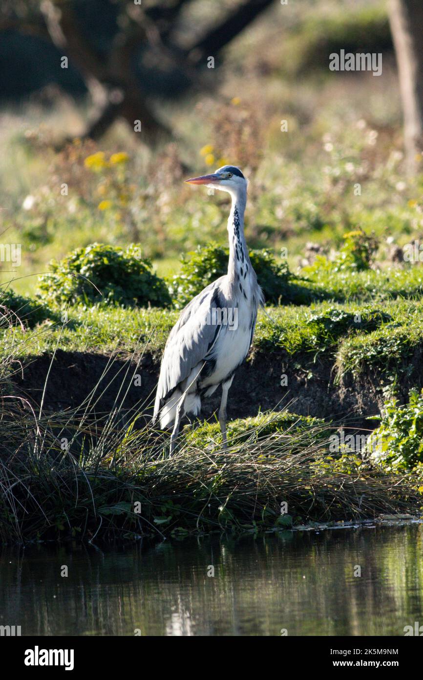 Ein Reiher, der am Flussufer der Großen Ouse in Ely, Cambridgeshire, angeln kann, 9.. Oktober 2022 Stockfoto