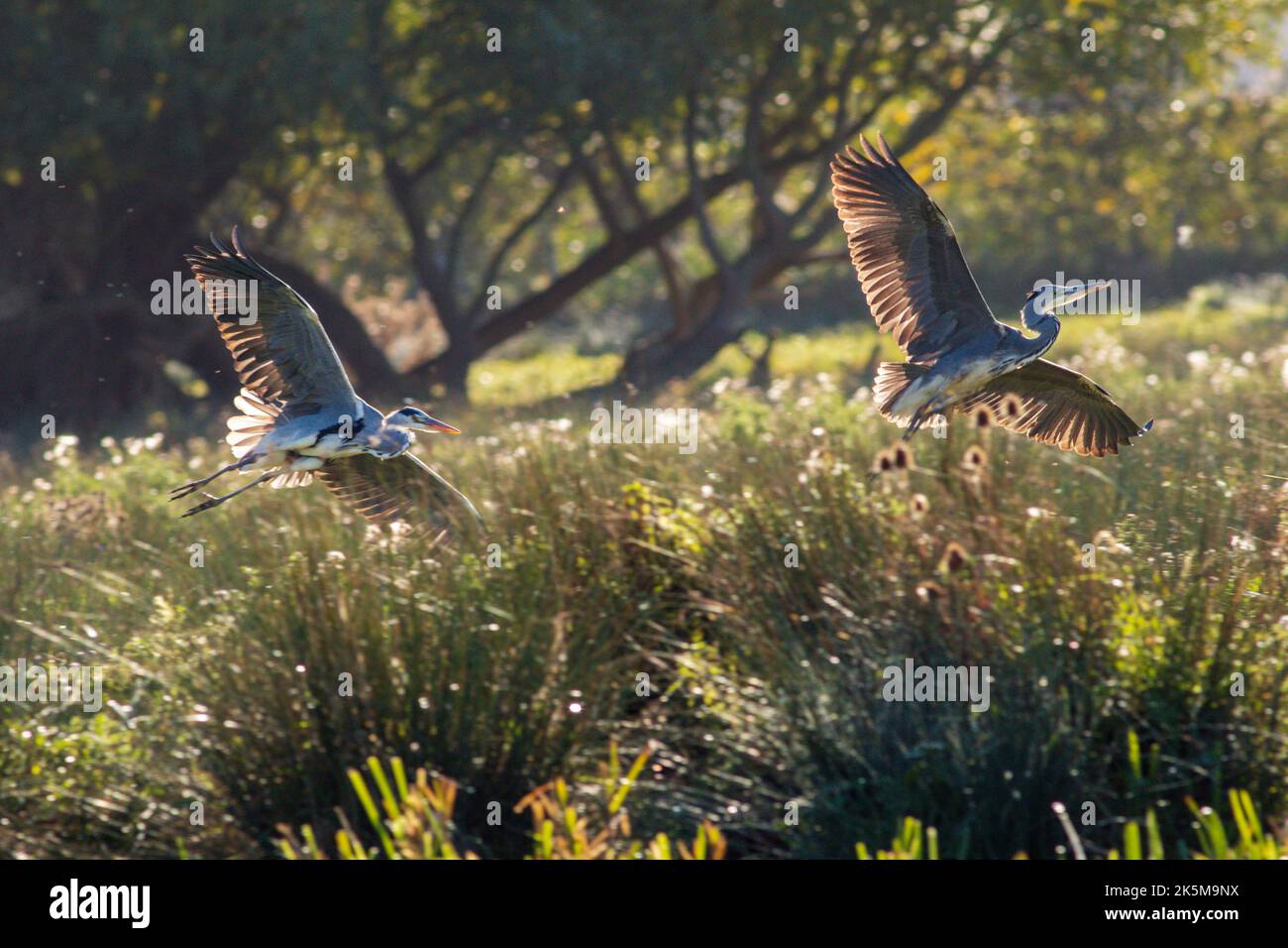 Fischfang von Heron am Flussufer der Großen Ouse in Ely, Cambridgeshire, 9.. Oktober 2022 Stockfoto