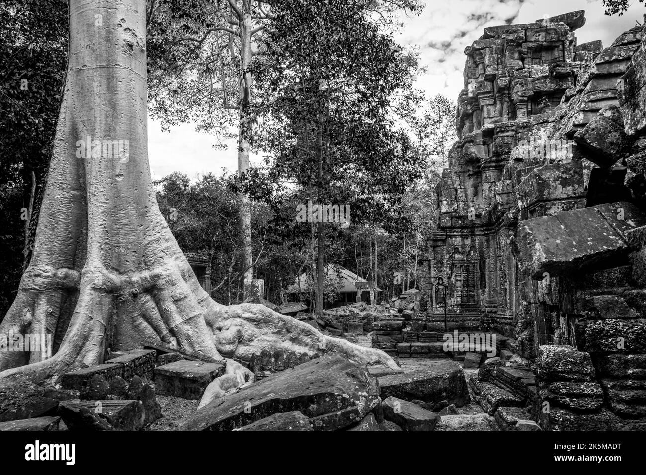TA Nei Temple in B&W zeigt, wie die Bäume einen Großteil des Tempels zerstört haben. Stockfoto