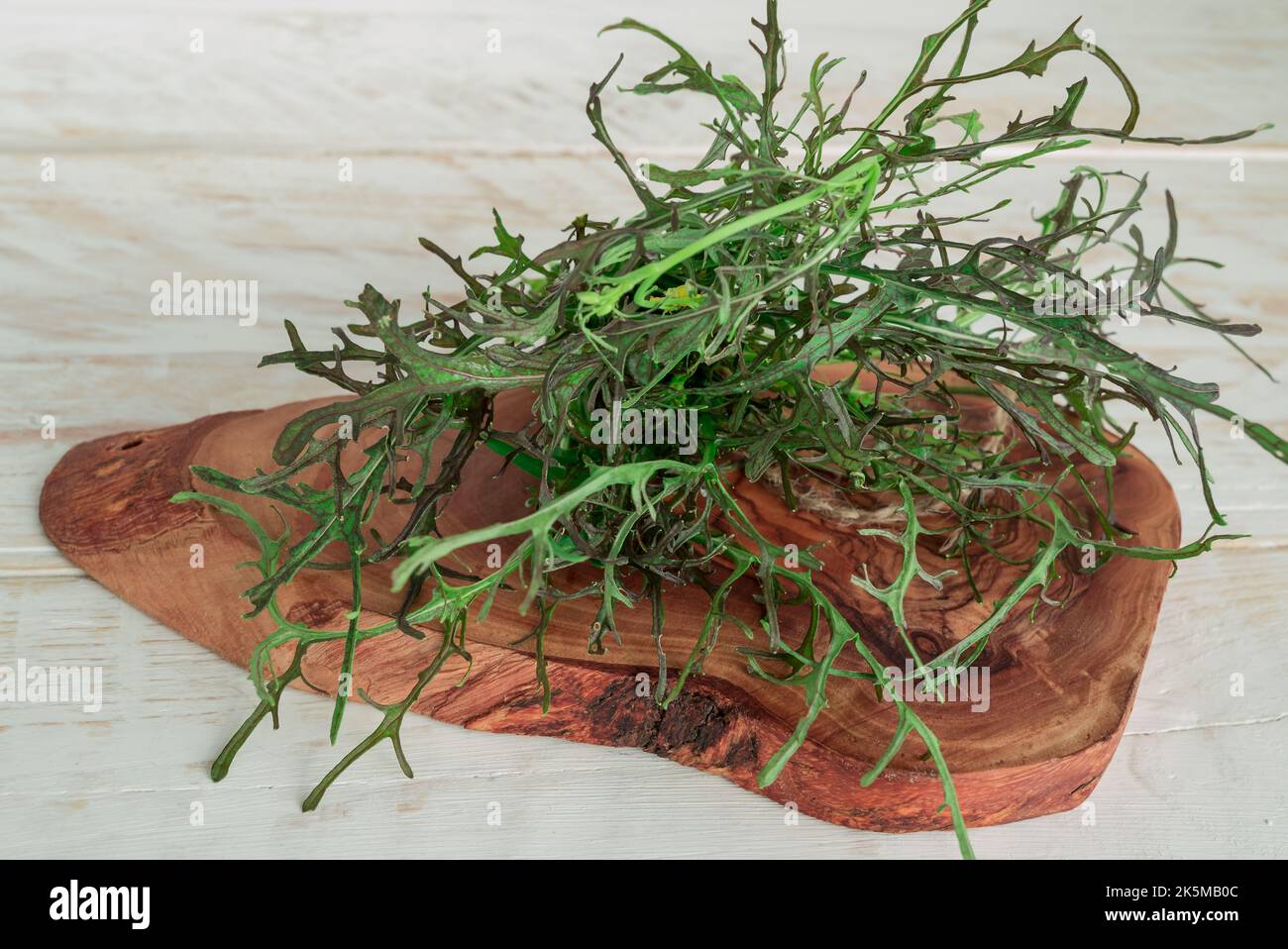 Frische Arugula Salatblätter auf dunklem Grund Stockfoto