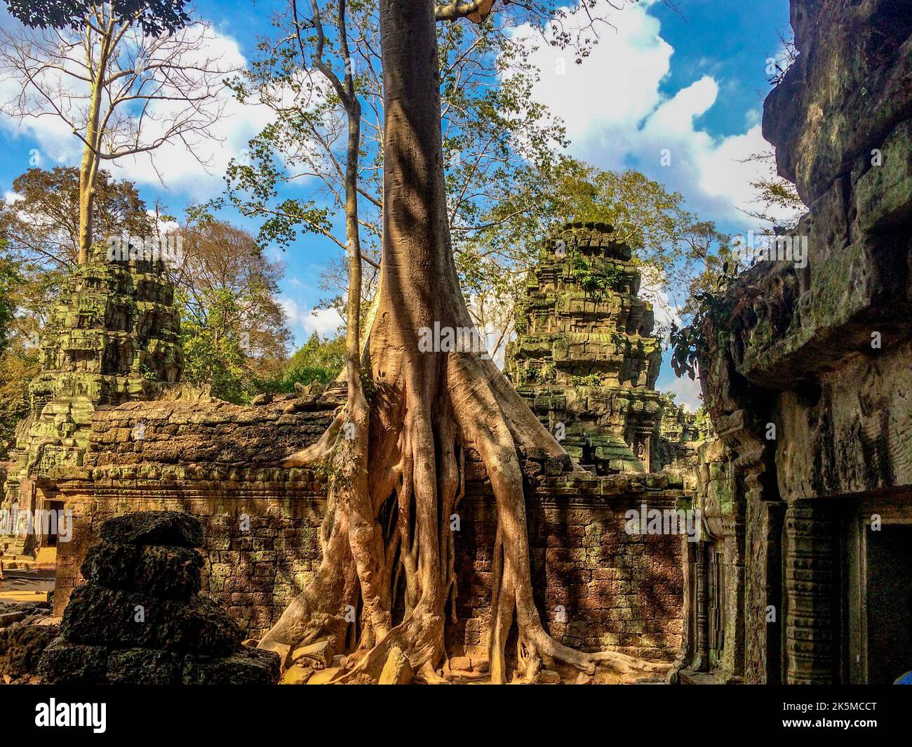 Großer Baum in der Mitte der Gebäude am Ta Phrom Tempel. Stockfoto