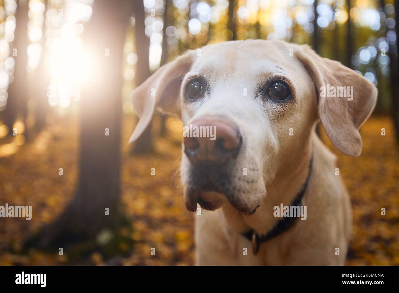 Porträt eines alten Hundes in gefallenen Blättern. Labrador Retriver bei einem Spaziergang im Herbstwald. Stockfoto