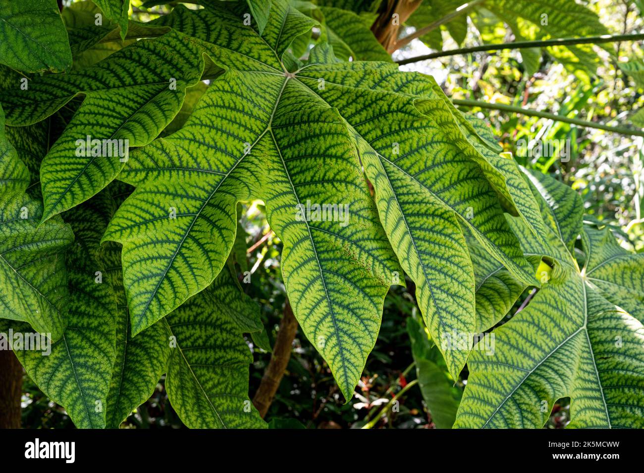 Tetrapanax Papyrifer Rex, chinesische Reispapierpflanze Rex, Araliaceae. Große, geädert grüne Blattpflanze. Stockfoto