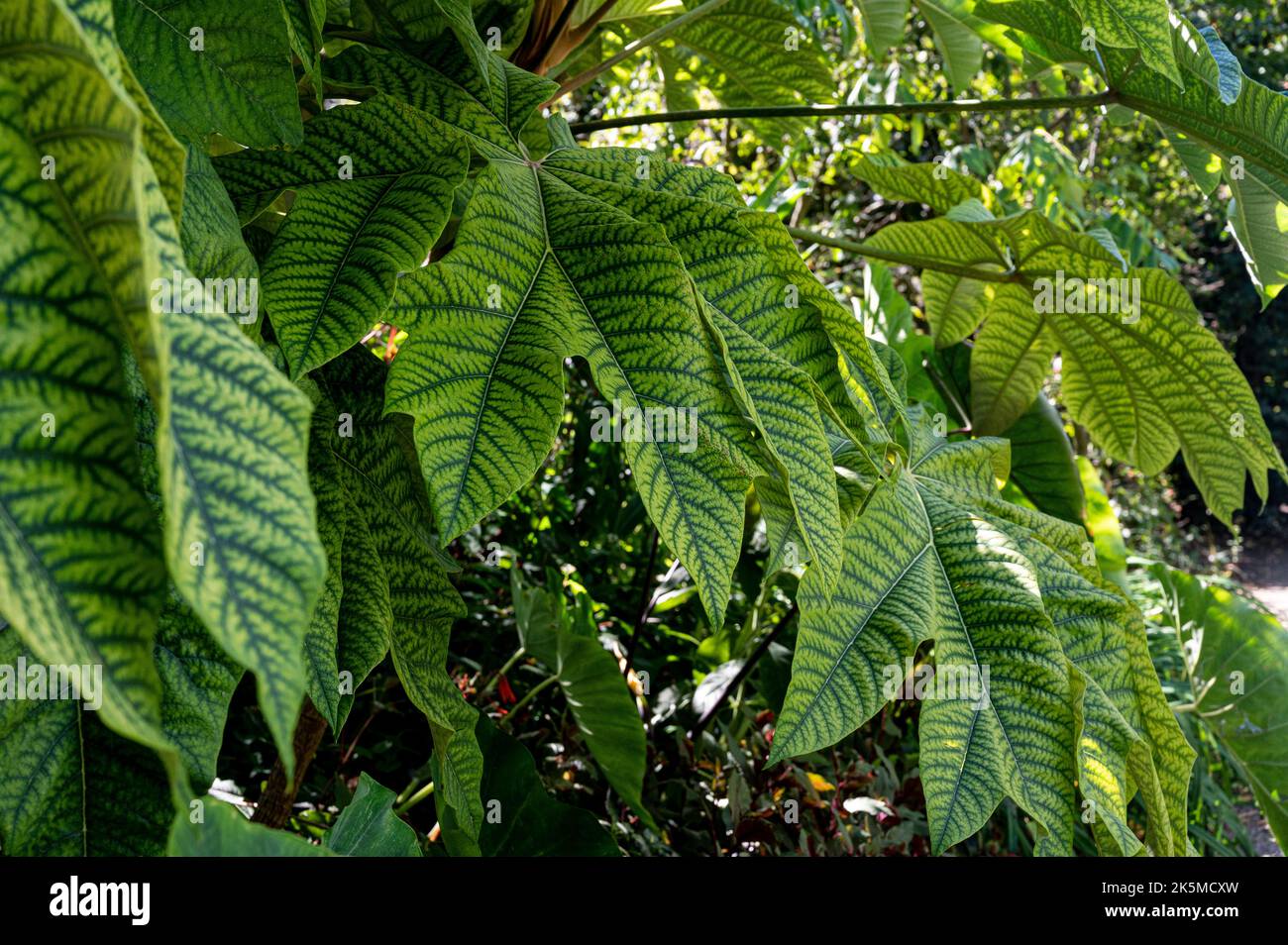 Tetrapanax Papyrifer Rex, chinesische Reispapierpflanze Rex, Araliaceae. Große, geädert grüne Blattpflanze. Stockfoto