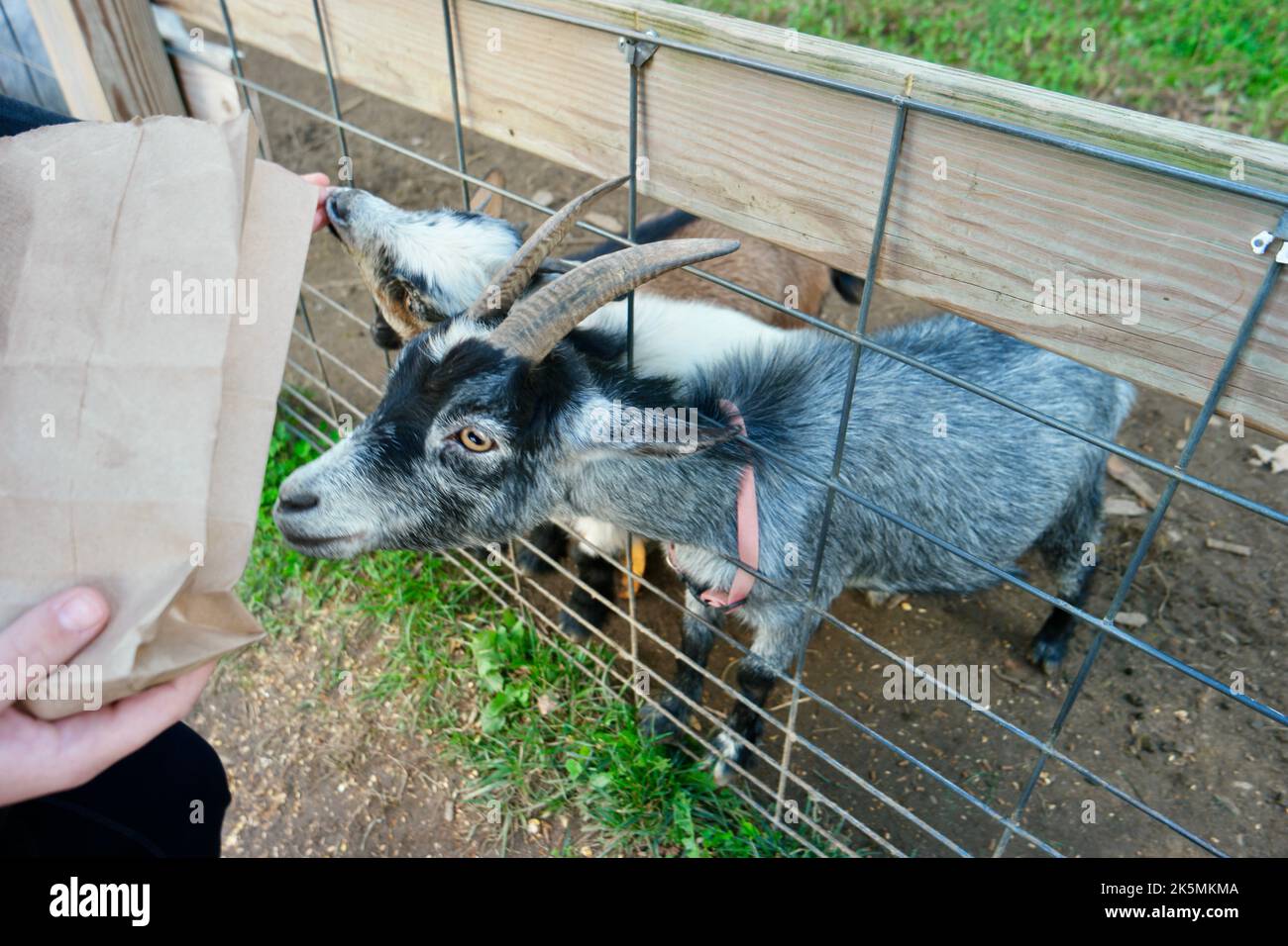 Die Hand des Mädchens füttert Ziegen Stockfoto