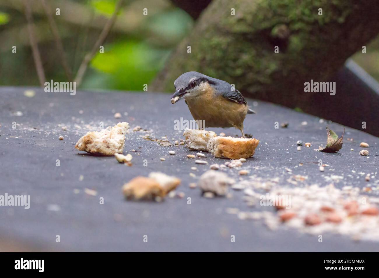 Nuthatch (sitta europaea) Fütterung. Blau grau Rücken und Flügel schwarz Augenstreifen weiß Wangen orange buff Unterteile und meißelartige Bill Herbst uk 2022 Stockfoto