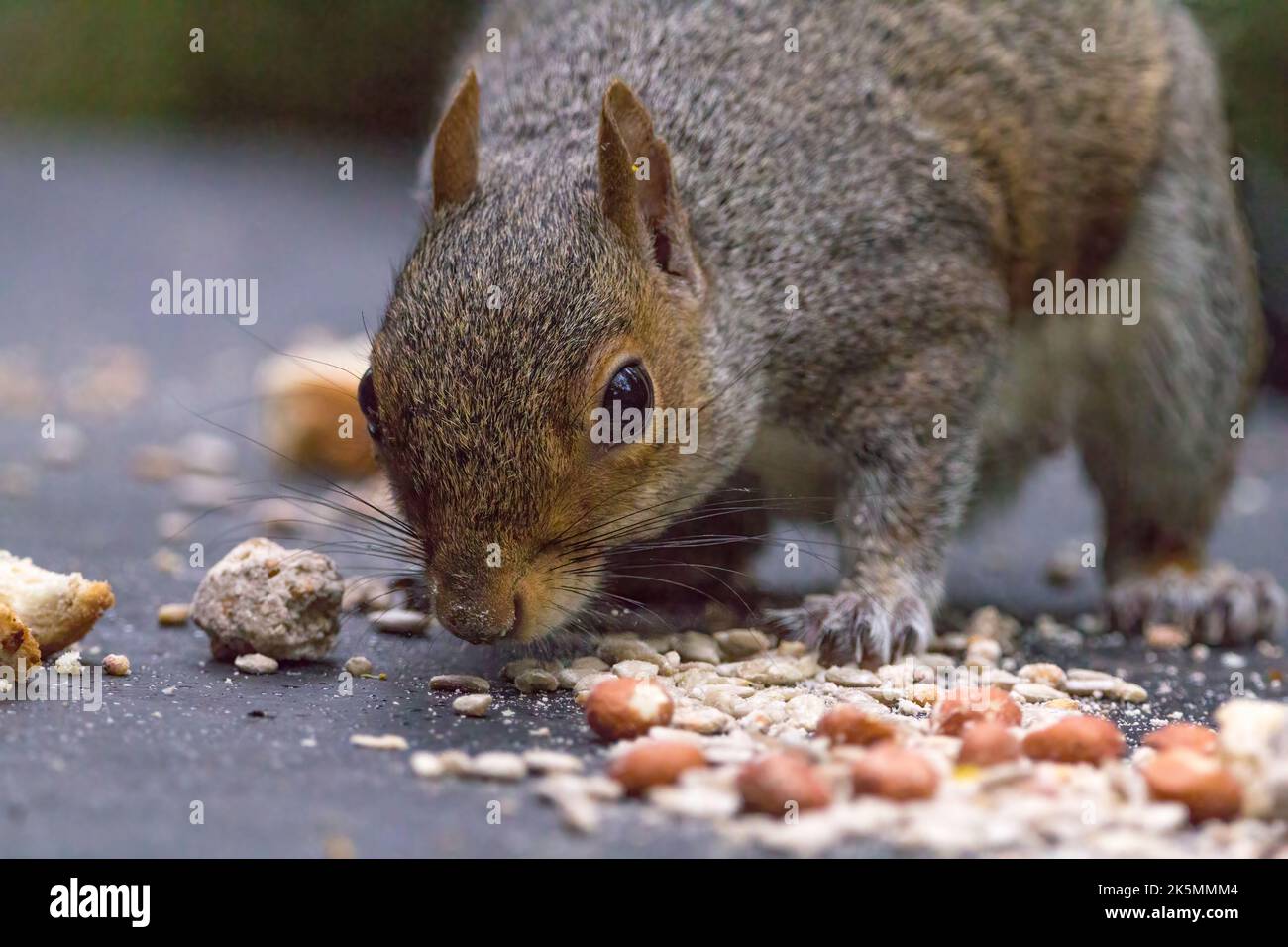 Das Eichhörnchen grau (sciurus carolinesis), das beim kleinen Fell auf den gemischten Samen die Nüsse und das Brot füttert, das für die Vögel ausgestreckt ist. Graues und rötliches Fell mit großem buschigen Schwanz Stockfoto