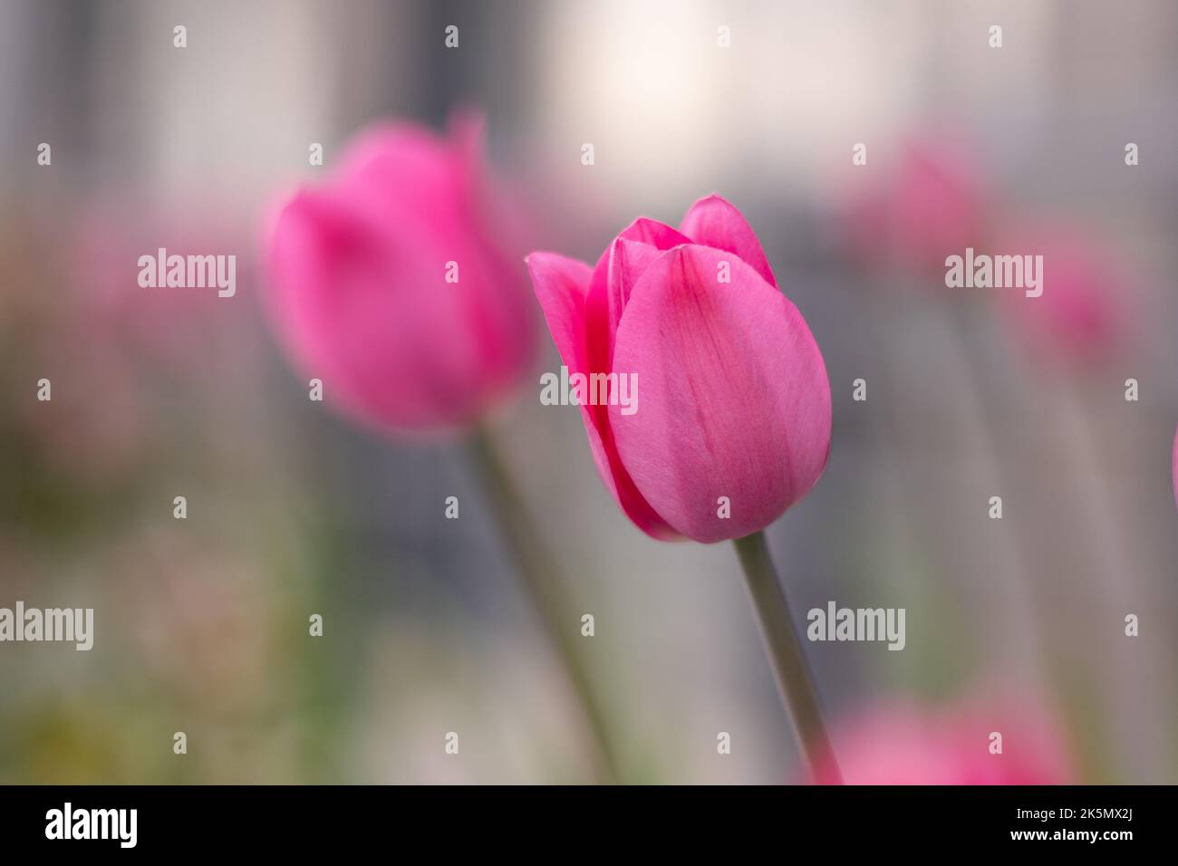 Rosa Tulpen in einem Blumenbett. Die Tulpenknospe schwankt im Wind. Blumenbeet im Garten. Schöne einfache Frühlingsblumen. Floraler Hintergrund. Pflanzen anzubauen. Gartenarbeit im Freien in der Stadt. Stockfoto