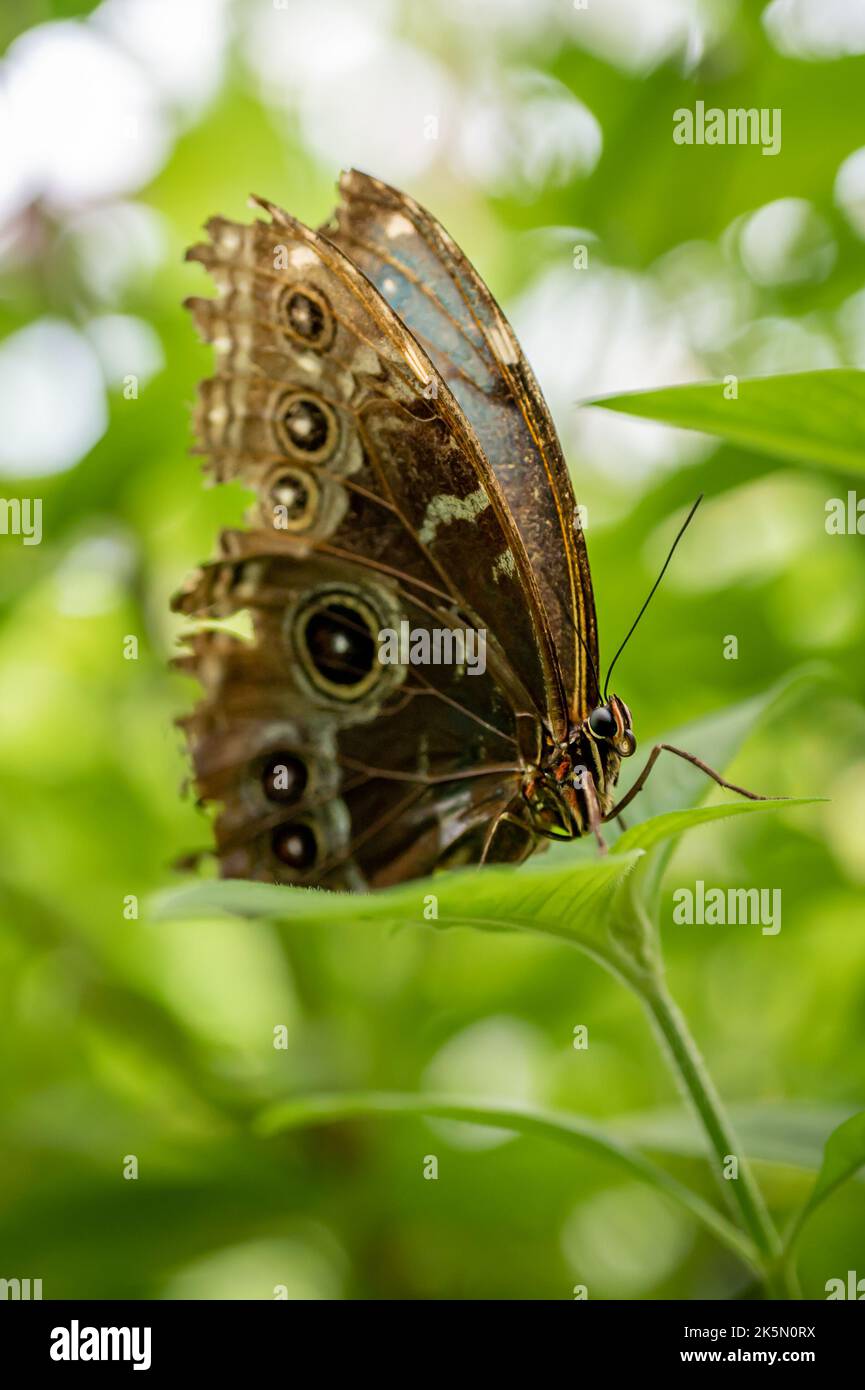 Schmetterling auf Blatt. Morpho-Peleides. Der Peleides blau morpho. Gewöhnliches Morpho. Schwarzer und blauer Kaiser. Morpho helenor. Stockfoto