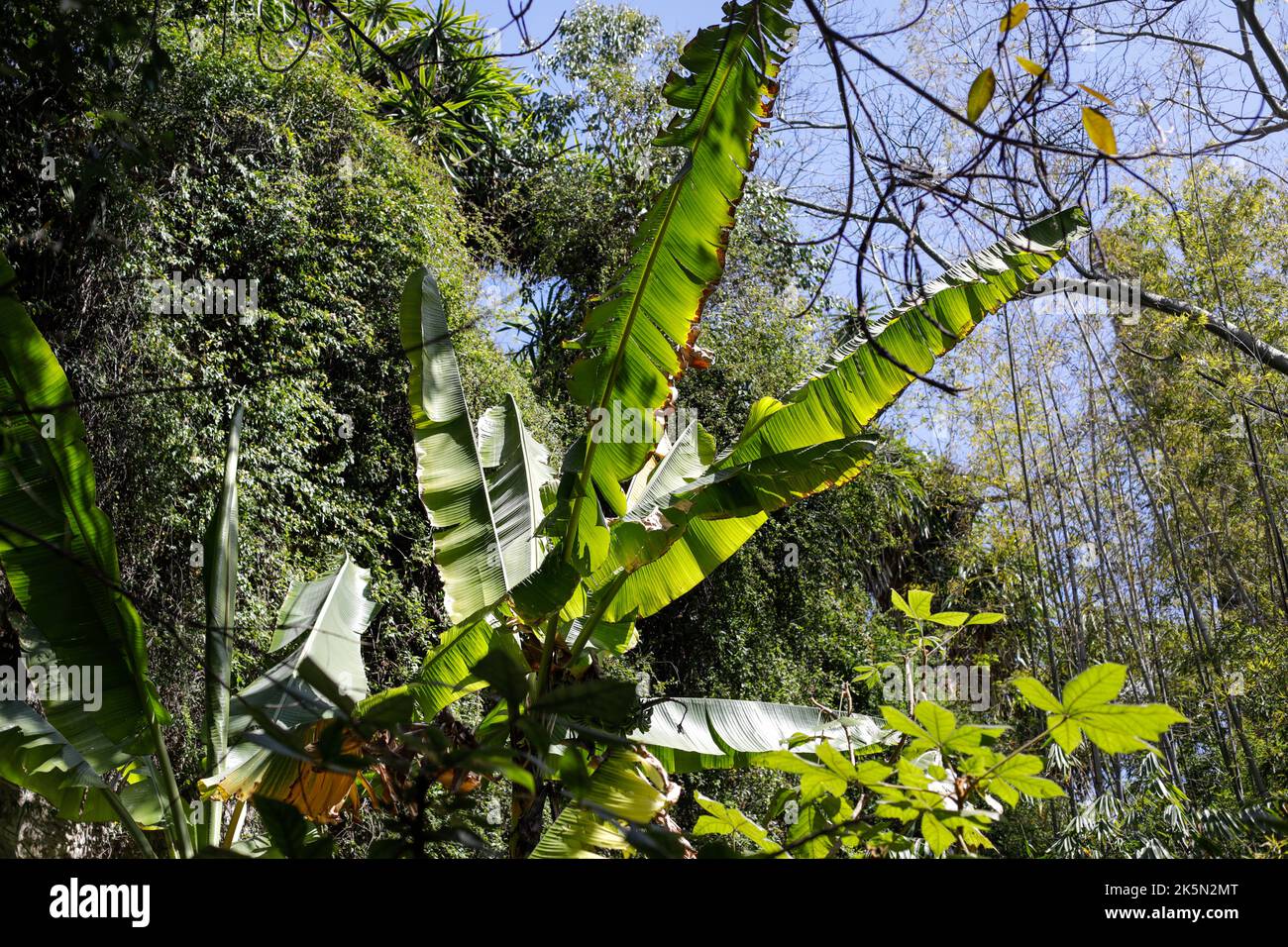 Geringe Schärfentiefe (selektiver Fokus) mit verschiedenen mediterranen Pflanzen in einem botanischen Garten an der französischen riviera während eines sonnigen Frühlings Stockfoto