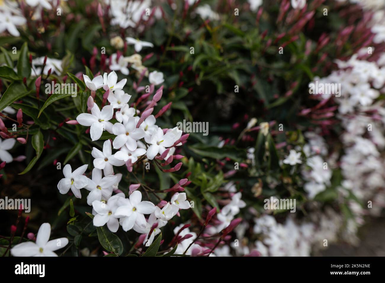 Details zur geringen Schärfentiefe (selektiver Fokus) mit Jasminblüten in einem botanischen Garten an der französischen riviera an einem sonnigen Frühlingstag. Stockfoto