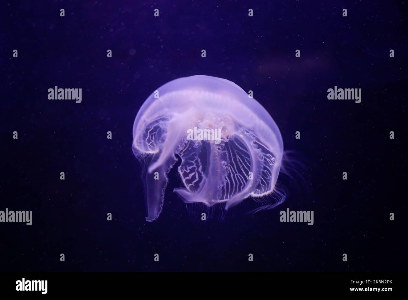 Artikeldetails mit einer Qualle im Aquarium. Stockfoto