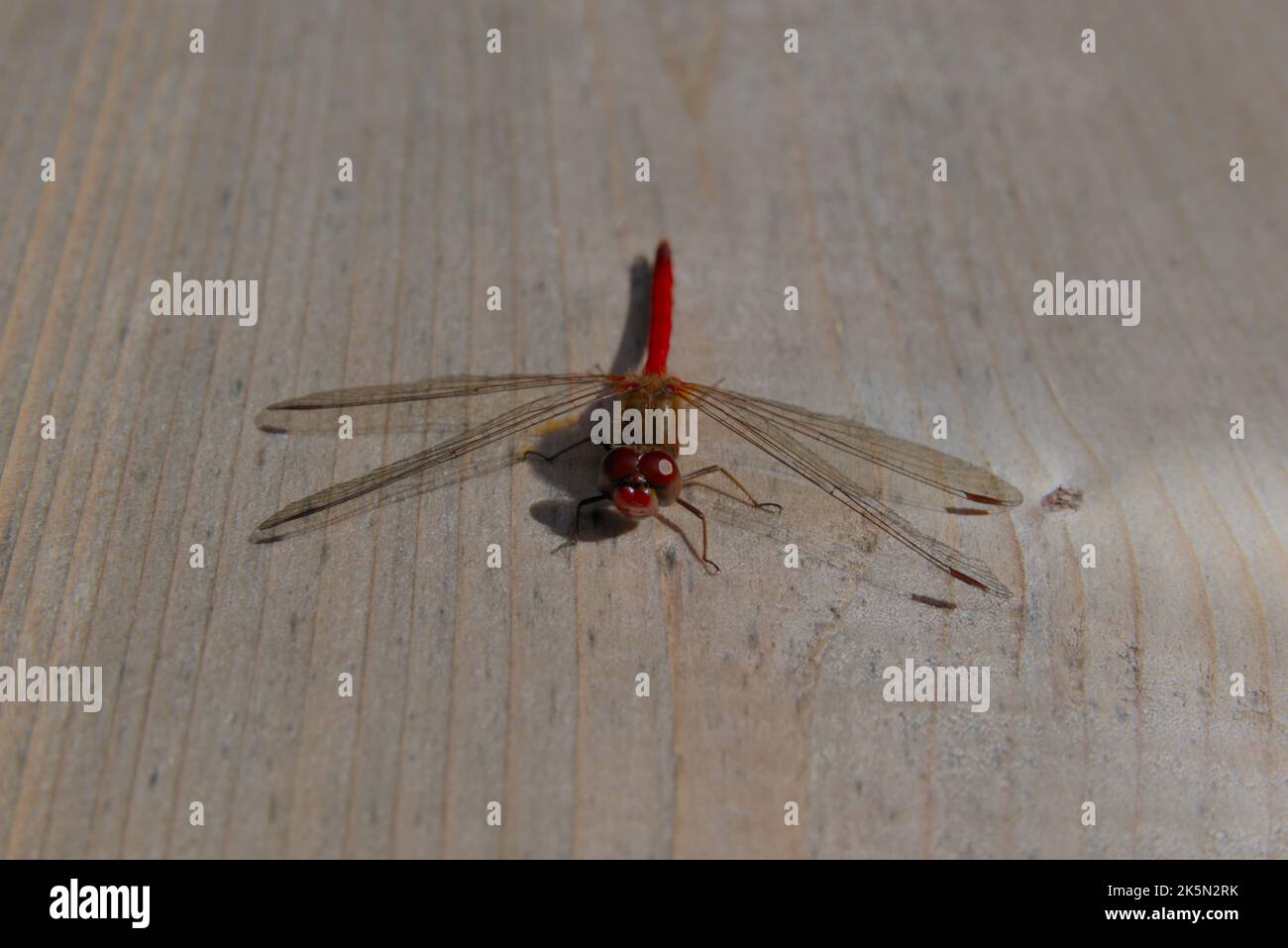 Männlicher Herbstwiese (Sympetrum vicinum), der auf einer Holzterrasse ruht. Stockfoto