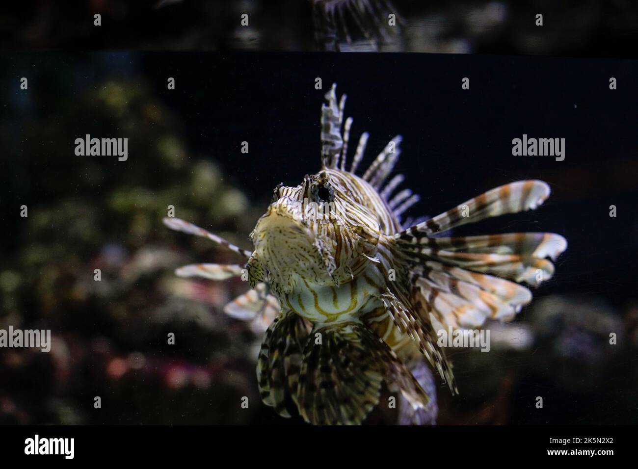 Pterois volitans oder die Lionfish, ein giftiger Fisch, in einem Aquarium Stockfoto
