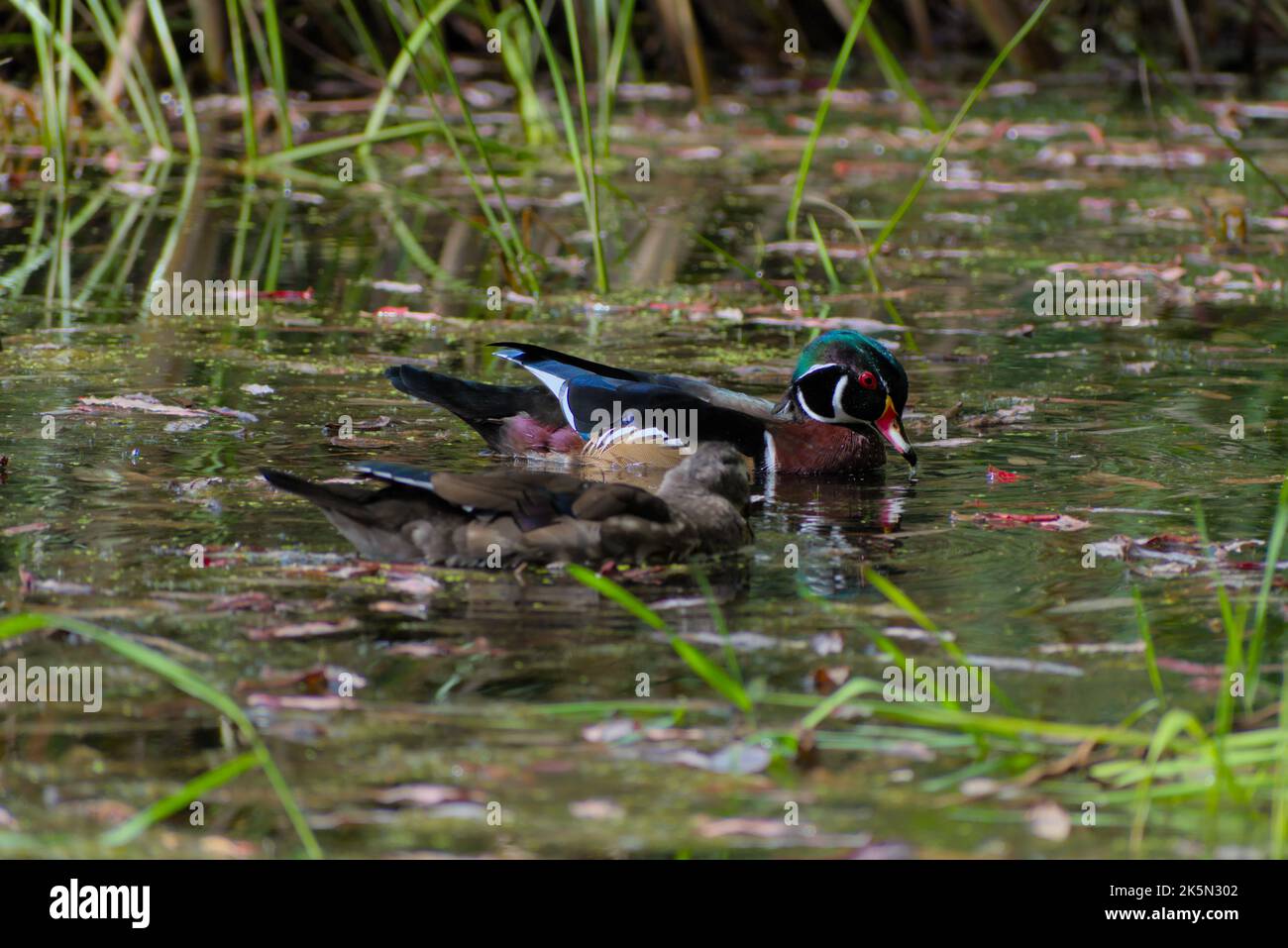 Holzenten (Aix sponsa, alleinstehend, männlich und weiblich) schwimmen im Schilf am Mud Lake am Ottawa River. Stockfoto