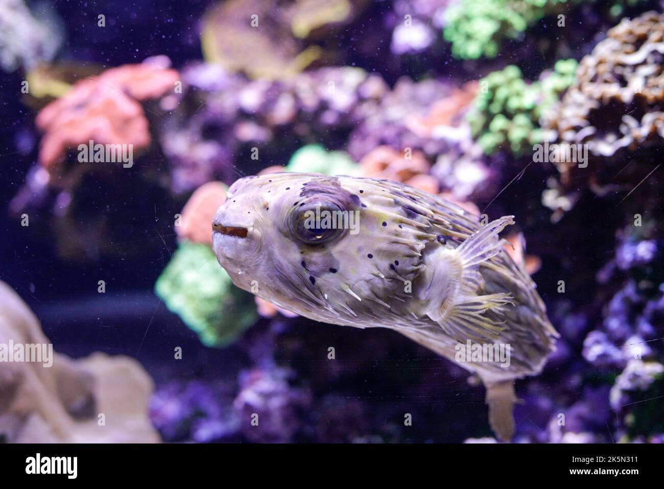 Kugelfische in einem Aquarium. Stockfoto