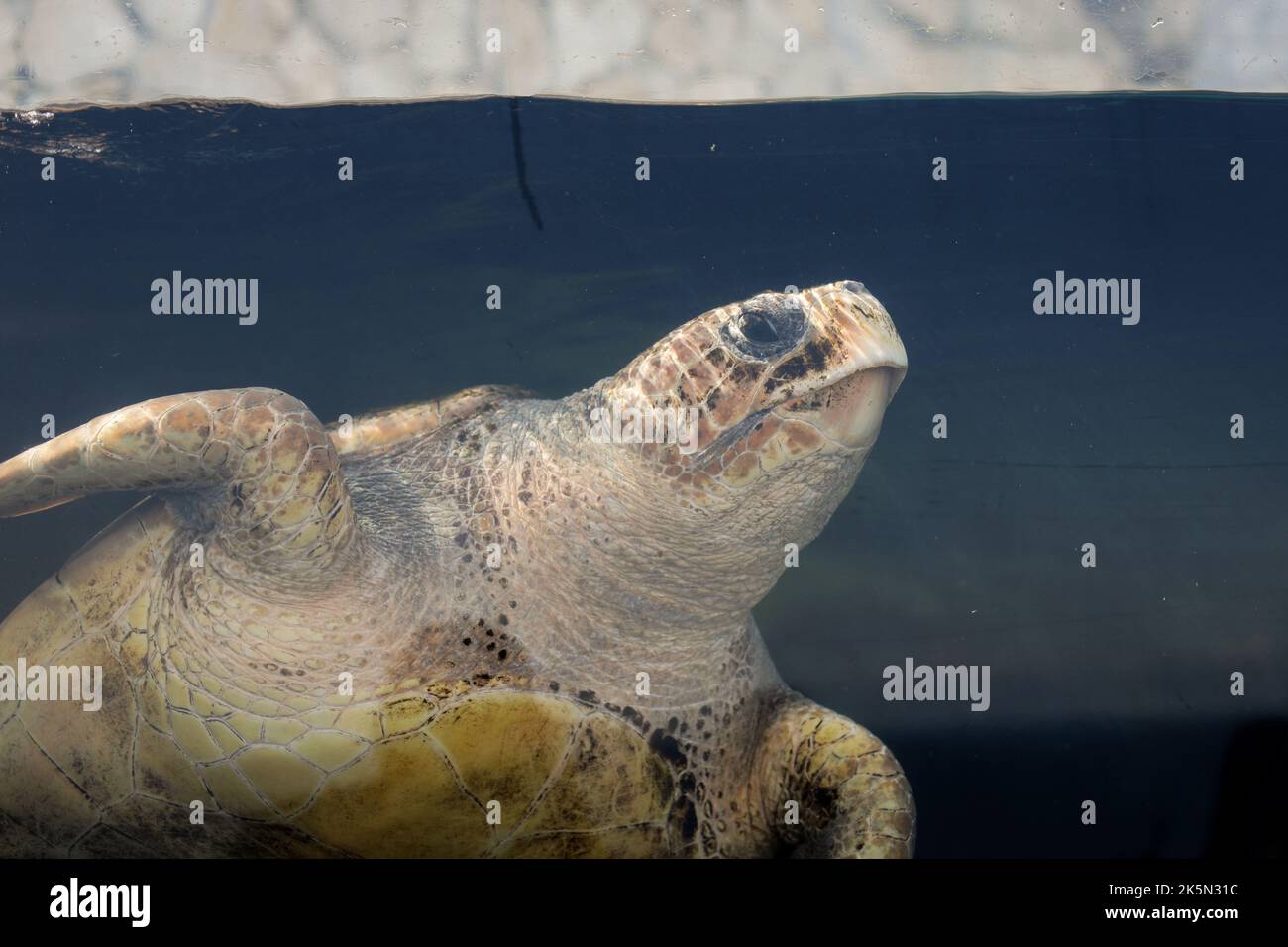 Große Schildkröte im Aquarium. Käfigwildleben Konzept. Stockfoto