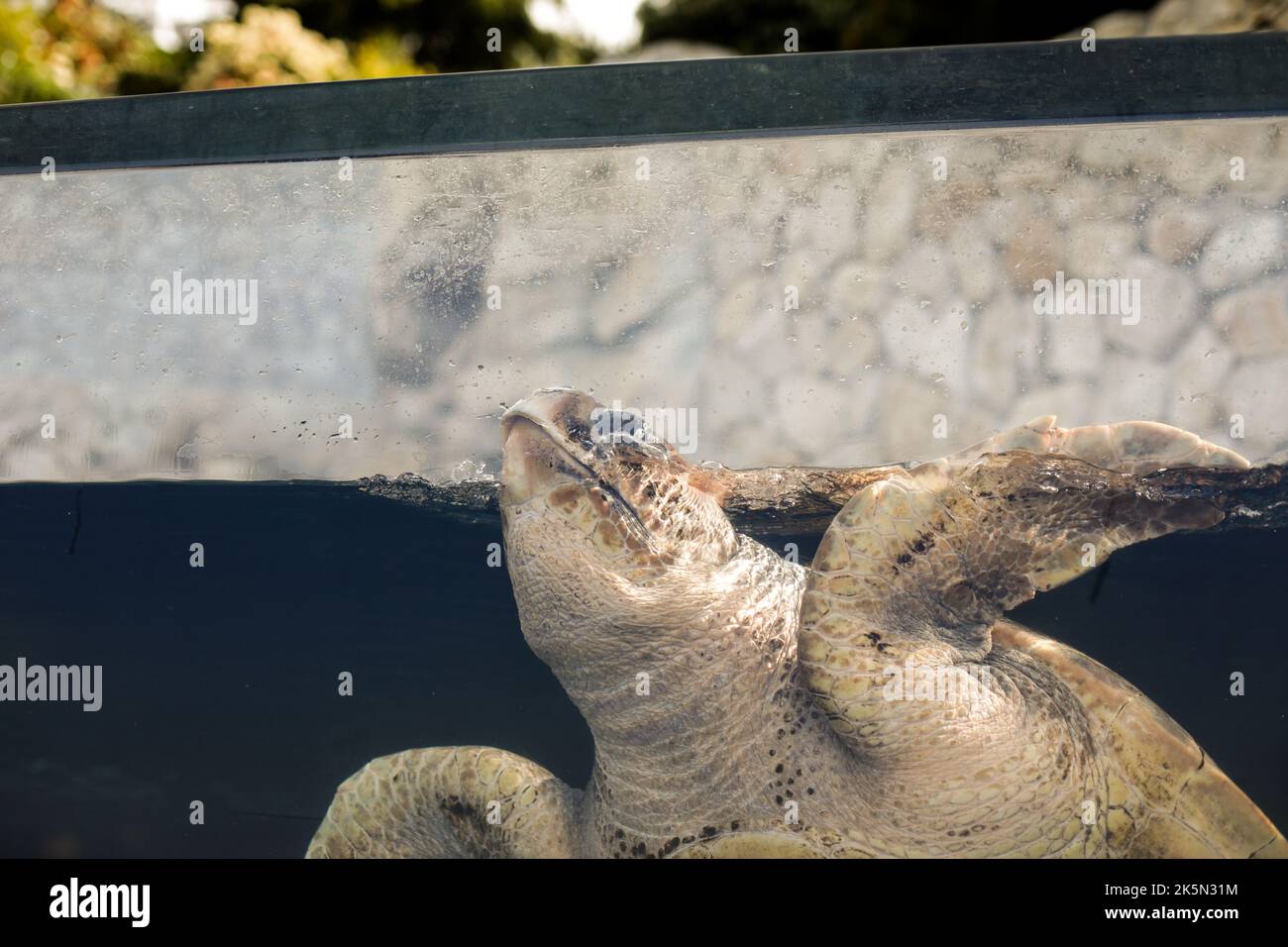 Große Schildkröte im Aquarium. Käfigwildleben Konzept. Stockfoto