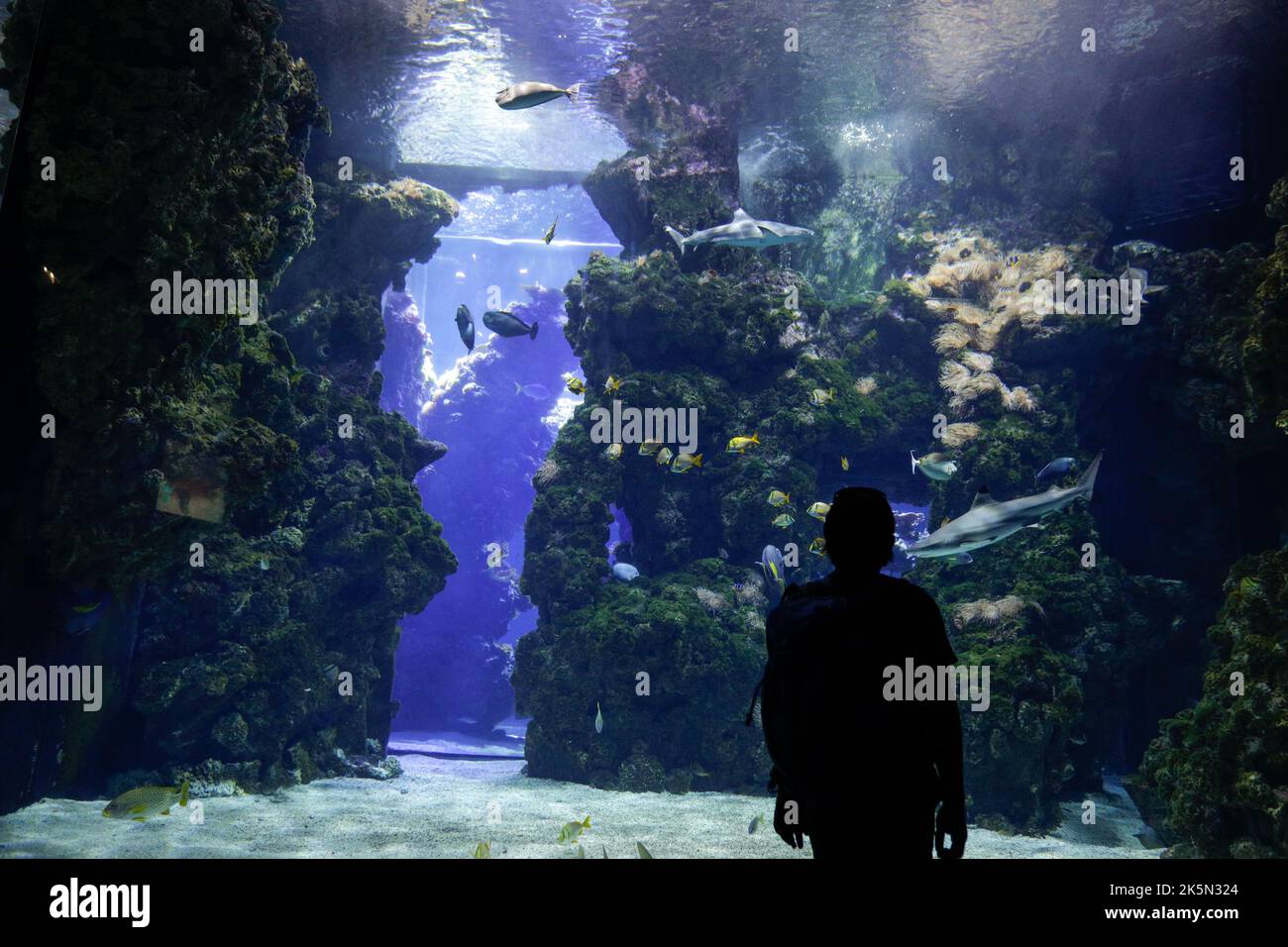 Tropische und exotische Fische und Korallen in einem Aquarium. Stockfoto