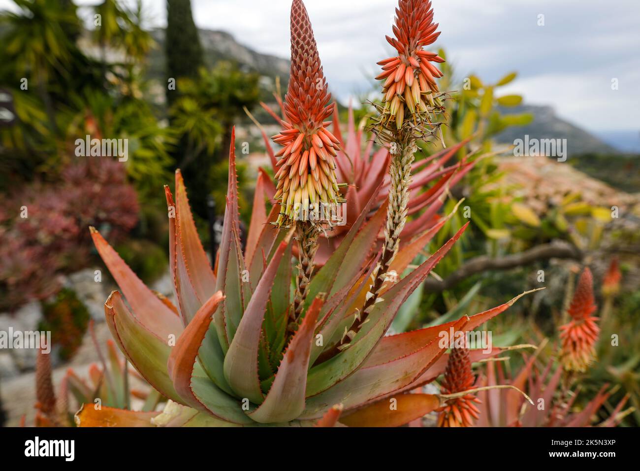 Geringe Schärfentiefe (selektiver Fokus) mit verschiedenen mediterranen Pflanzen in einem botanischen Garten an der französischen riviera während eines bewölkten Frühlings Stockfoto